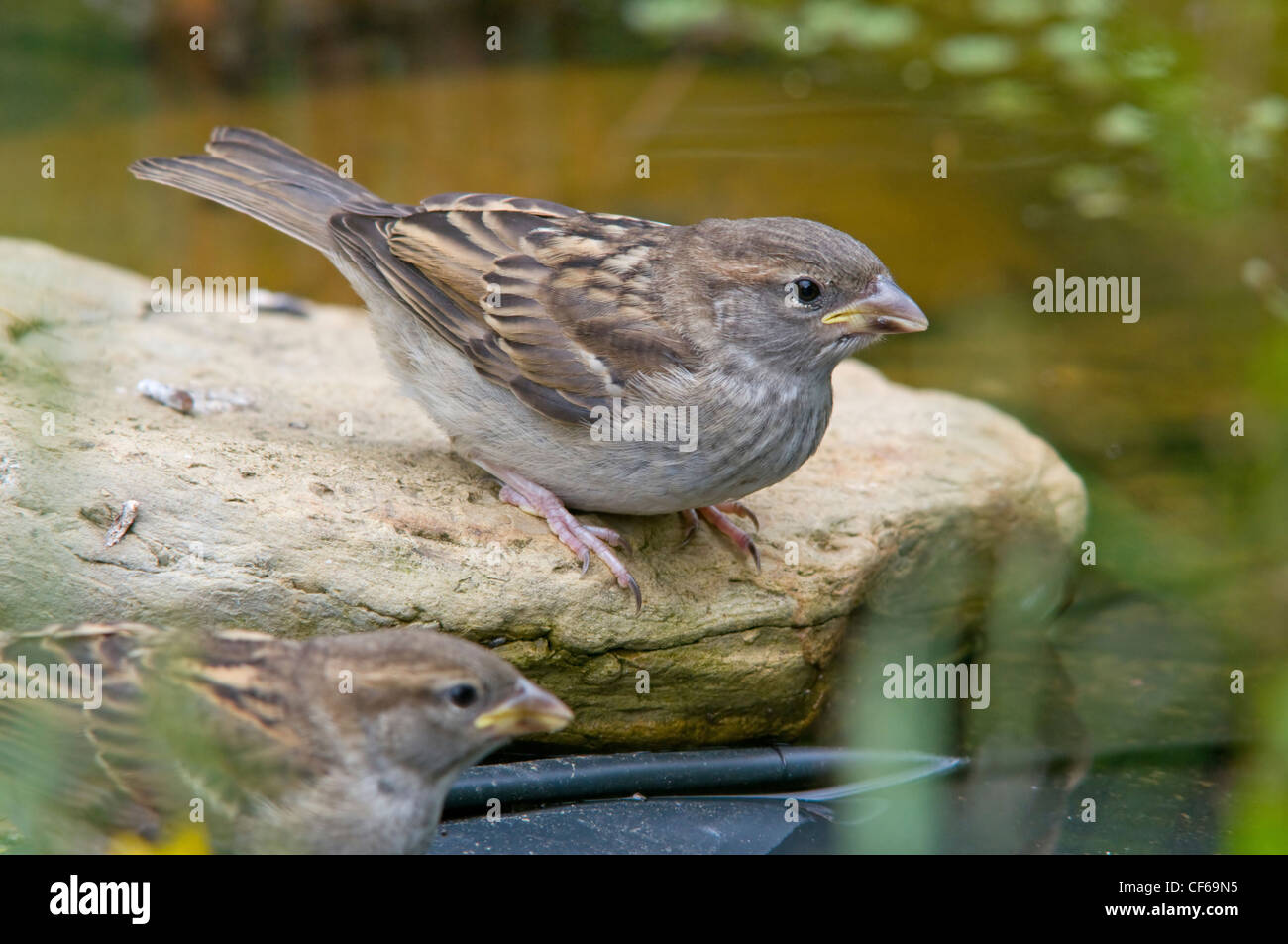 Haussperling jungen Besuch Gartenteich zu trinken Stockfoto