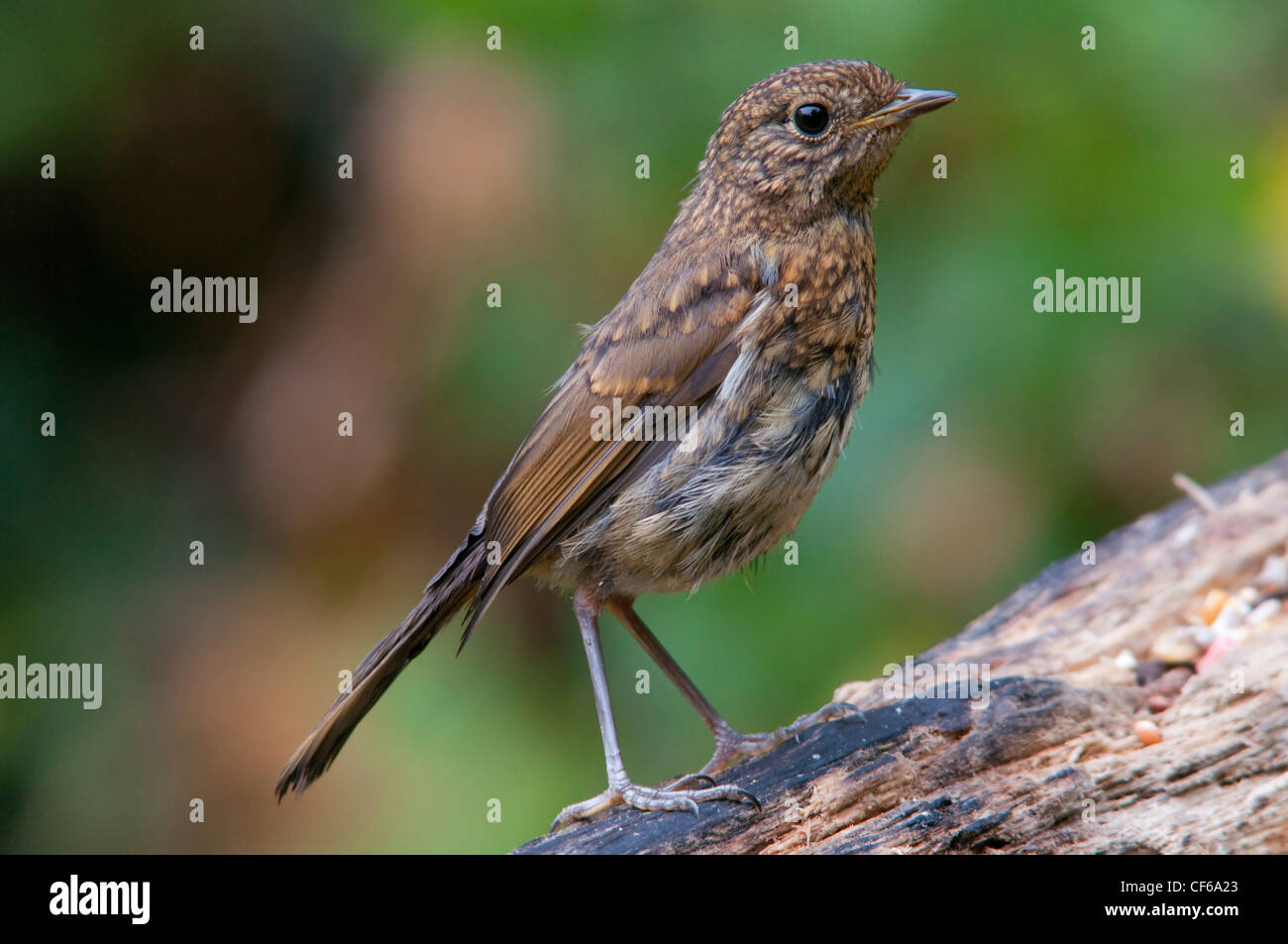 Robin Erithacus Rubecula Küken Nähe Porträt, Garten in Sussex, UK Stockfoto