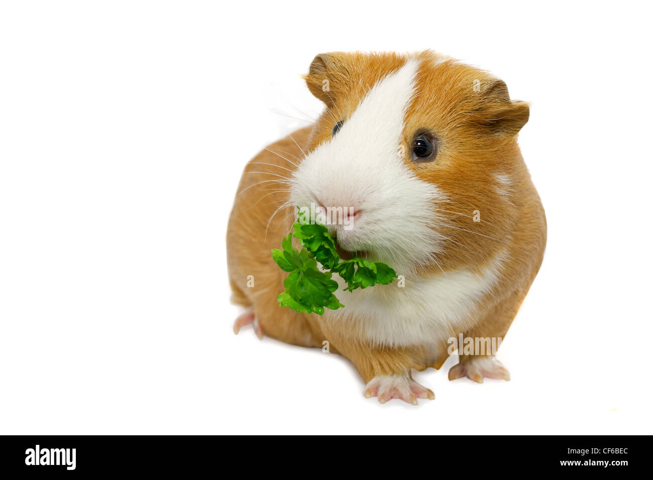 Meerschweinchen Essen Grasgrün Stockfoto