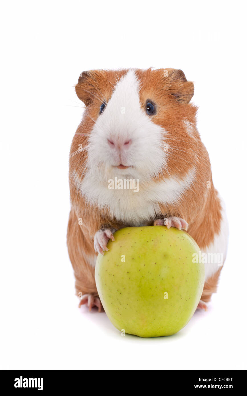 Meerschweinchen mit grünem Apfel auf weißem Hintergrund Stockfoto