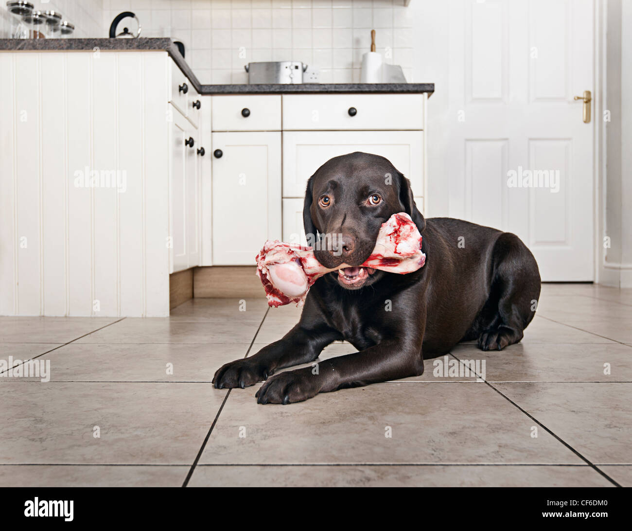 Chocolate Labrador mit großen Knochen in Küche Stockfoto