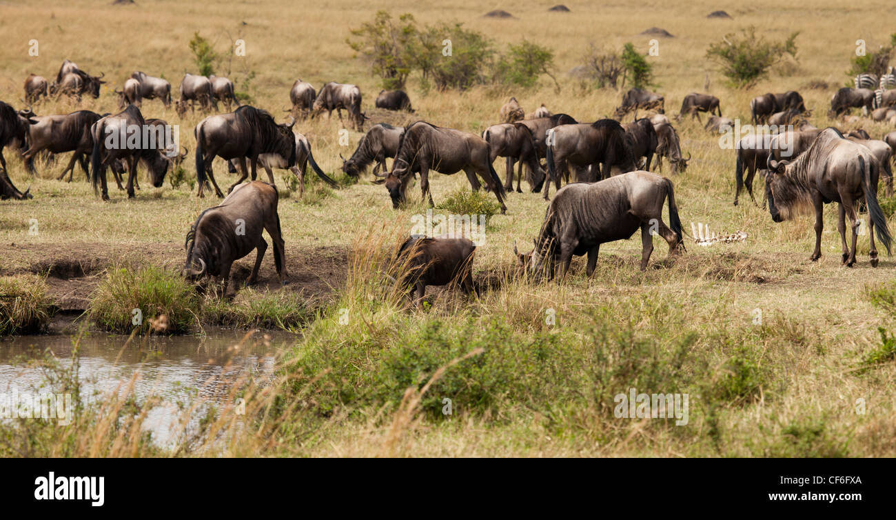 Kenia - Masai Mara - Gnus am Wasserloch Stockfoto
