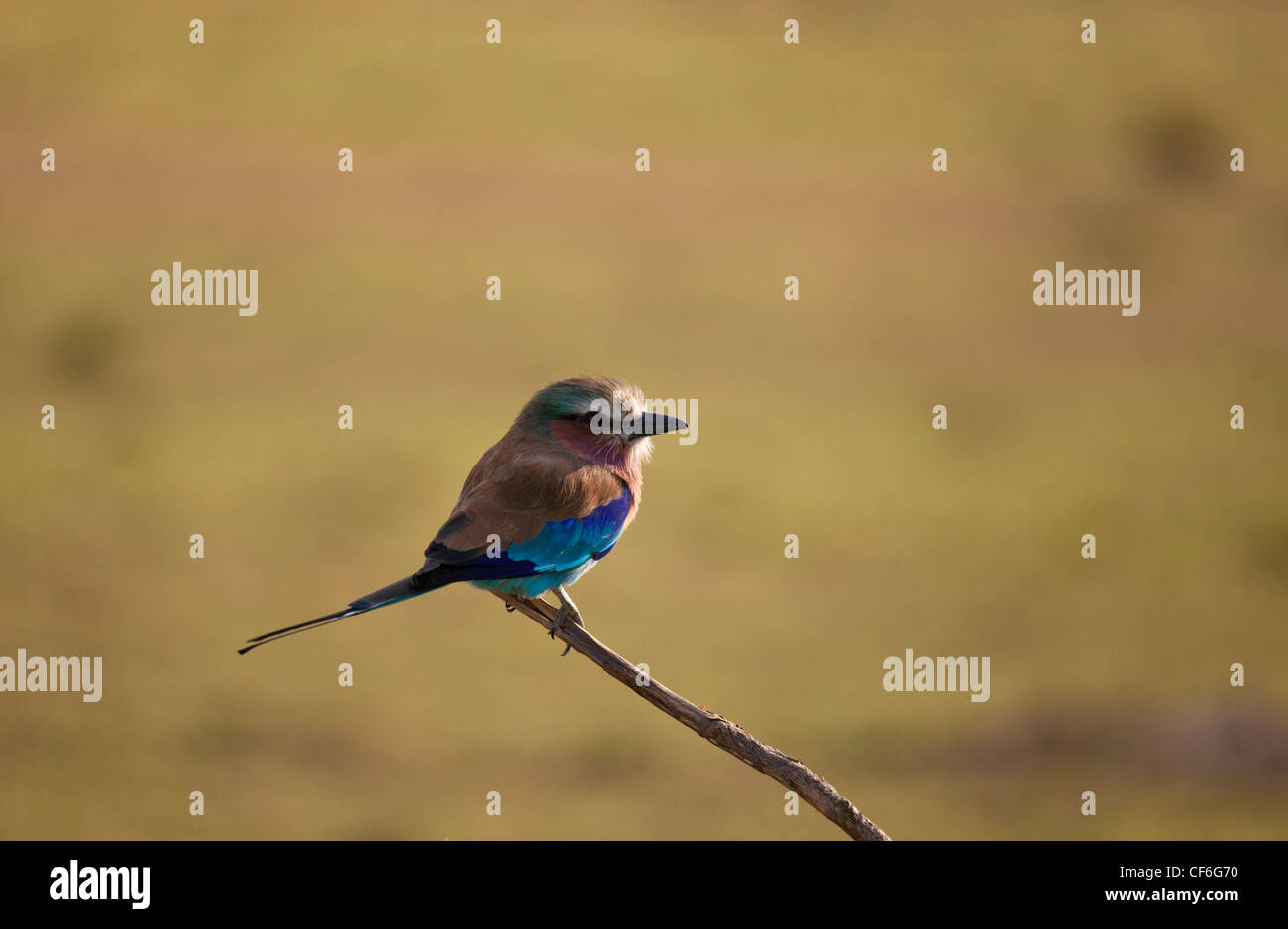Kenia - Masai Mara - Lilac Breasted Roller Vogel Stockfoto