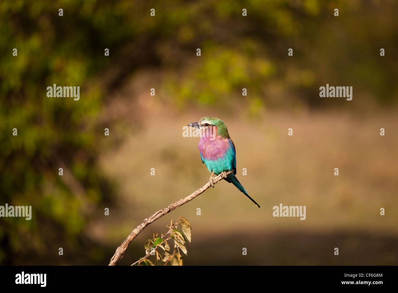 Kenia - Masai Mara - Lilac Breasted Roller Vogel Stockfoto