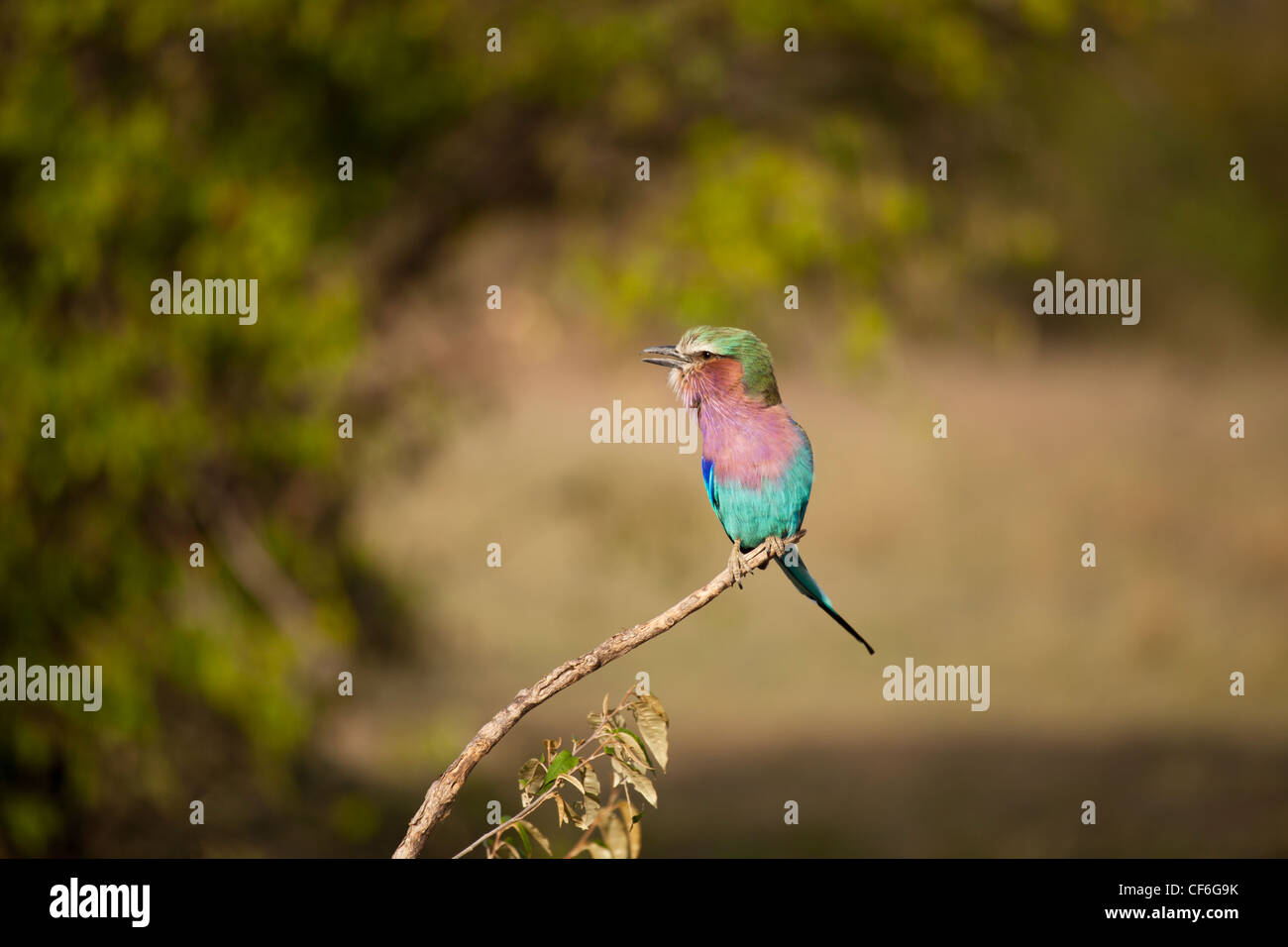 Kenia - Masai Mara - Lilac Breasted Roller Vogel Stockfoto