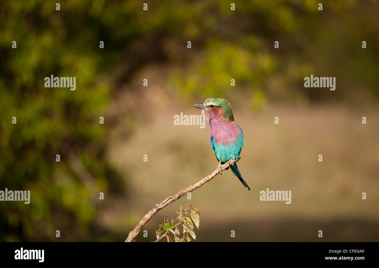 Kenia - Masai Mara - Lilac Breasted Roller Vogel Stockfoto