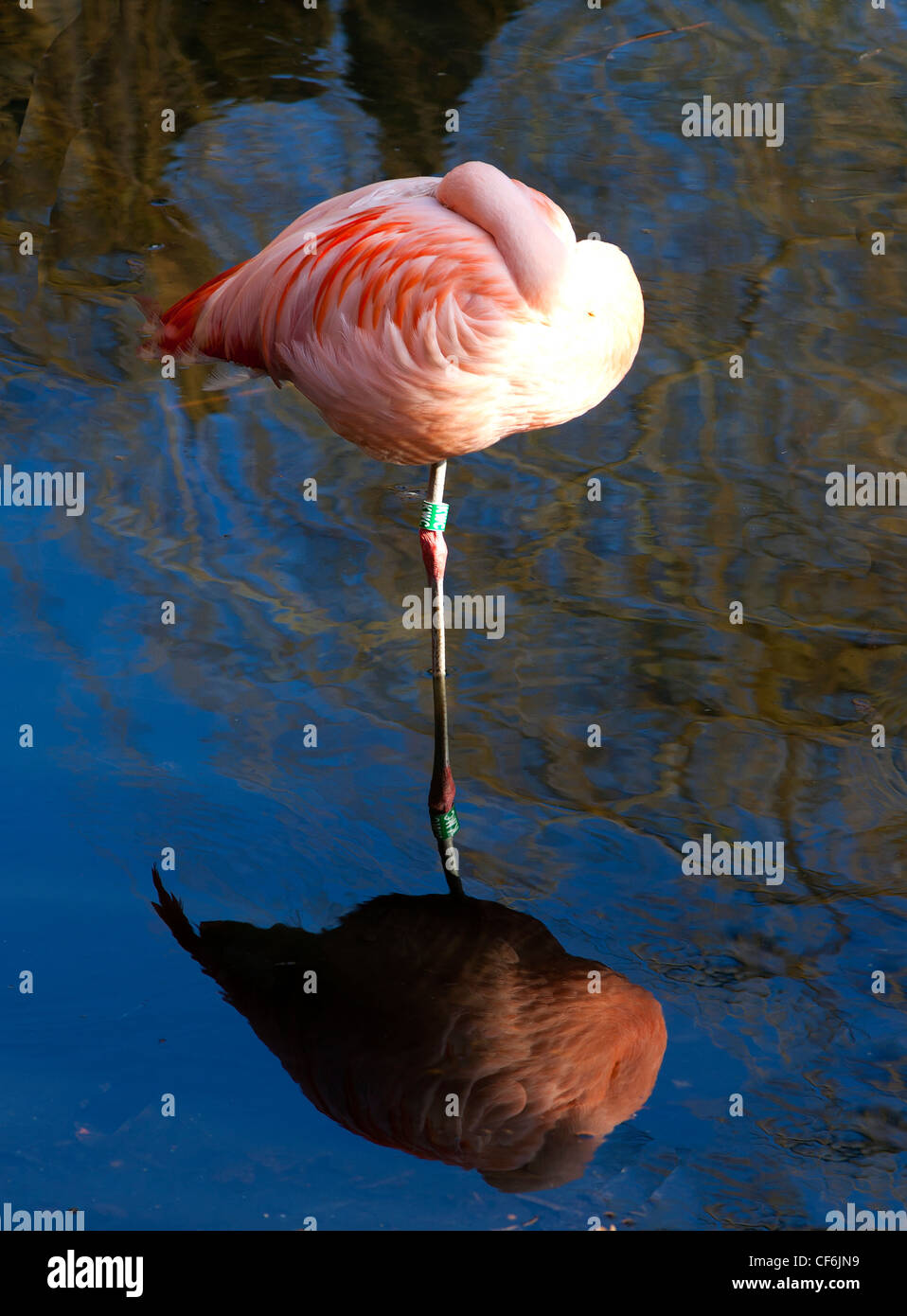 Rosa Flamingo stehen auf einem Bein während des Schlafens Stockfoto