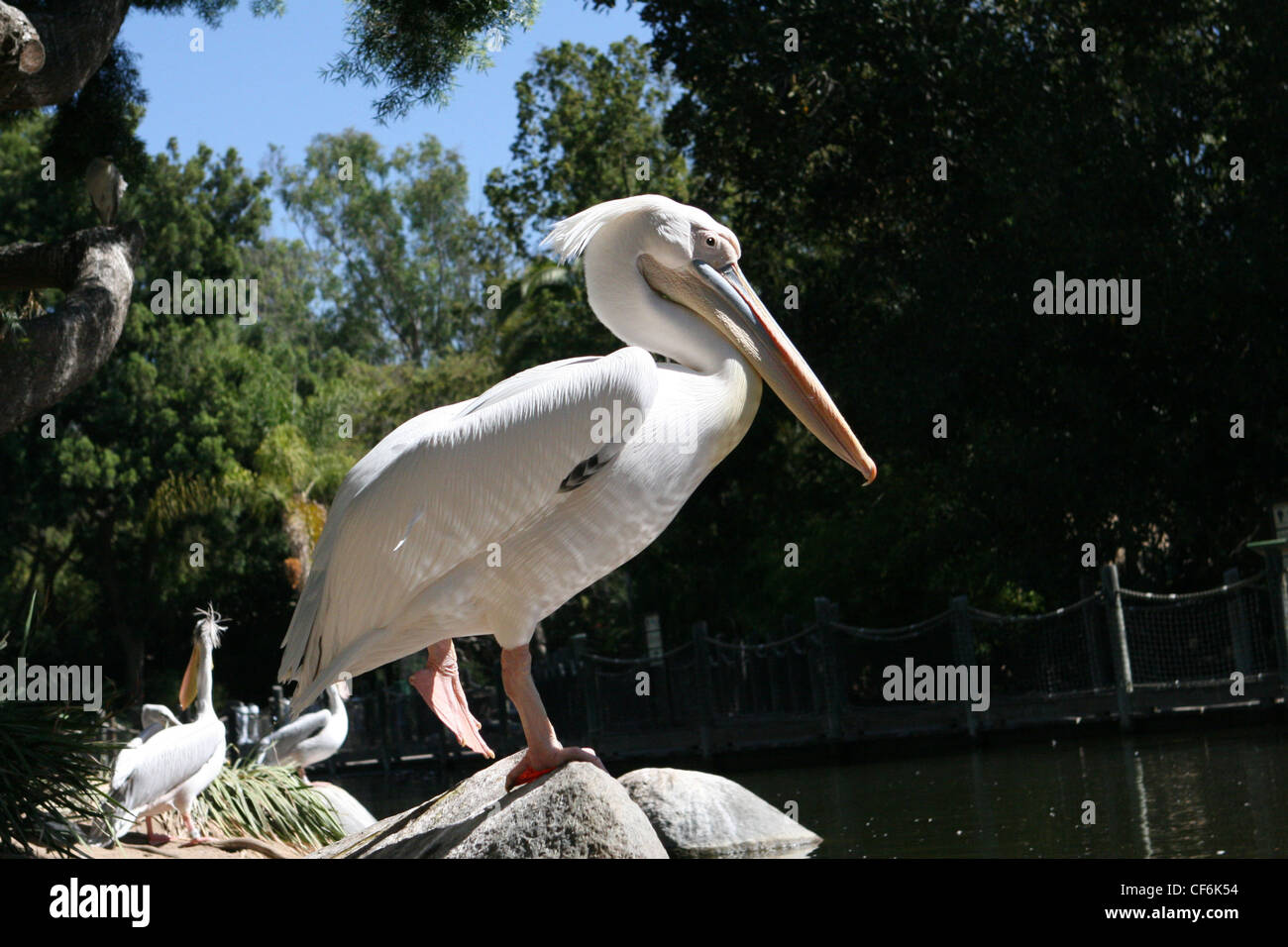 Bilder von San Diego, Kalifornien, San Diego Zoo, amerikanische Pelikan Stockfoto