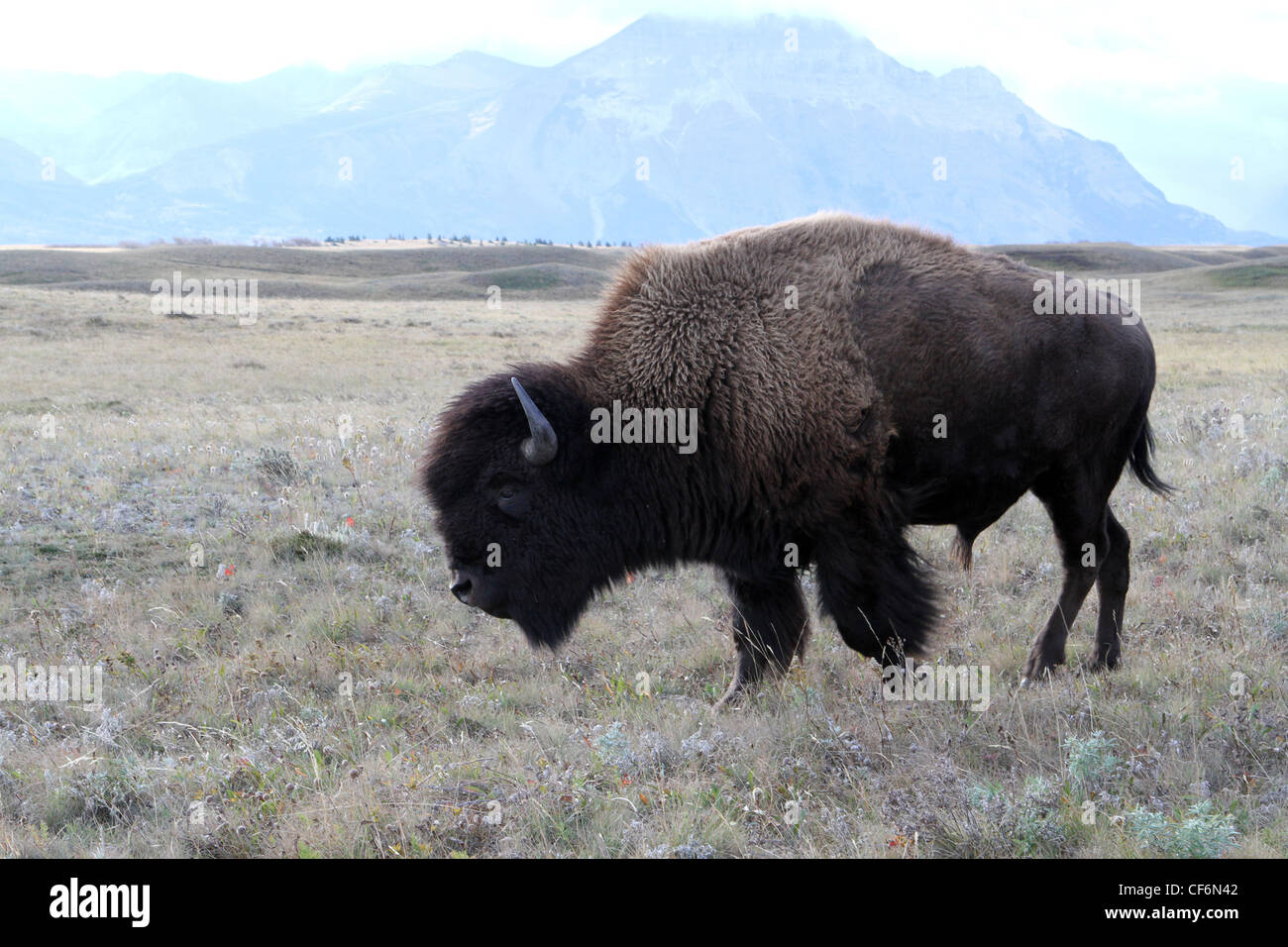 Bison; Büffel; bos Bison Stockfoto