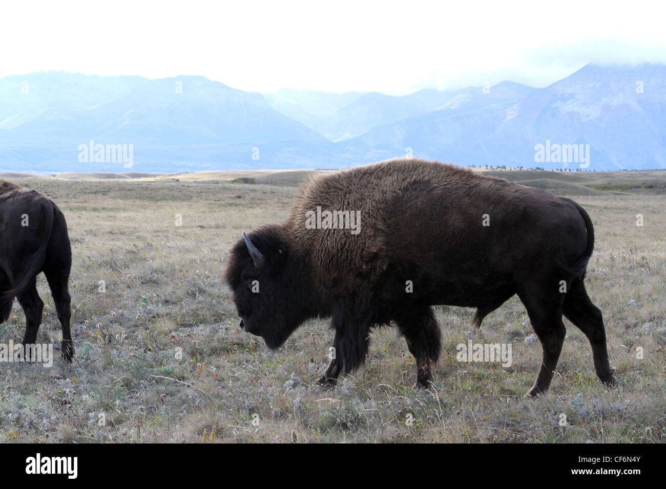 Bison; Büffel; bos Bison Stockfoto