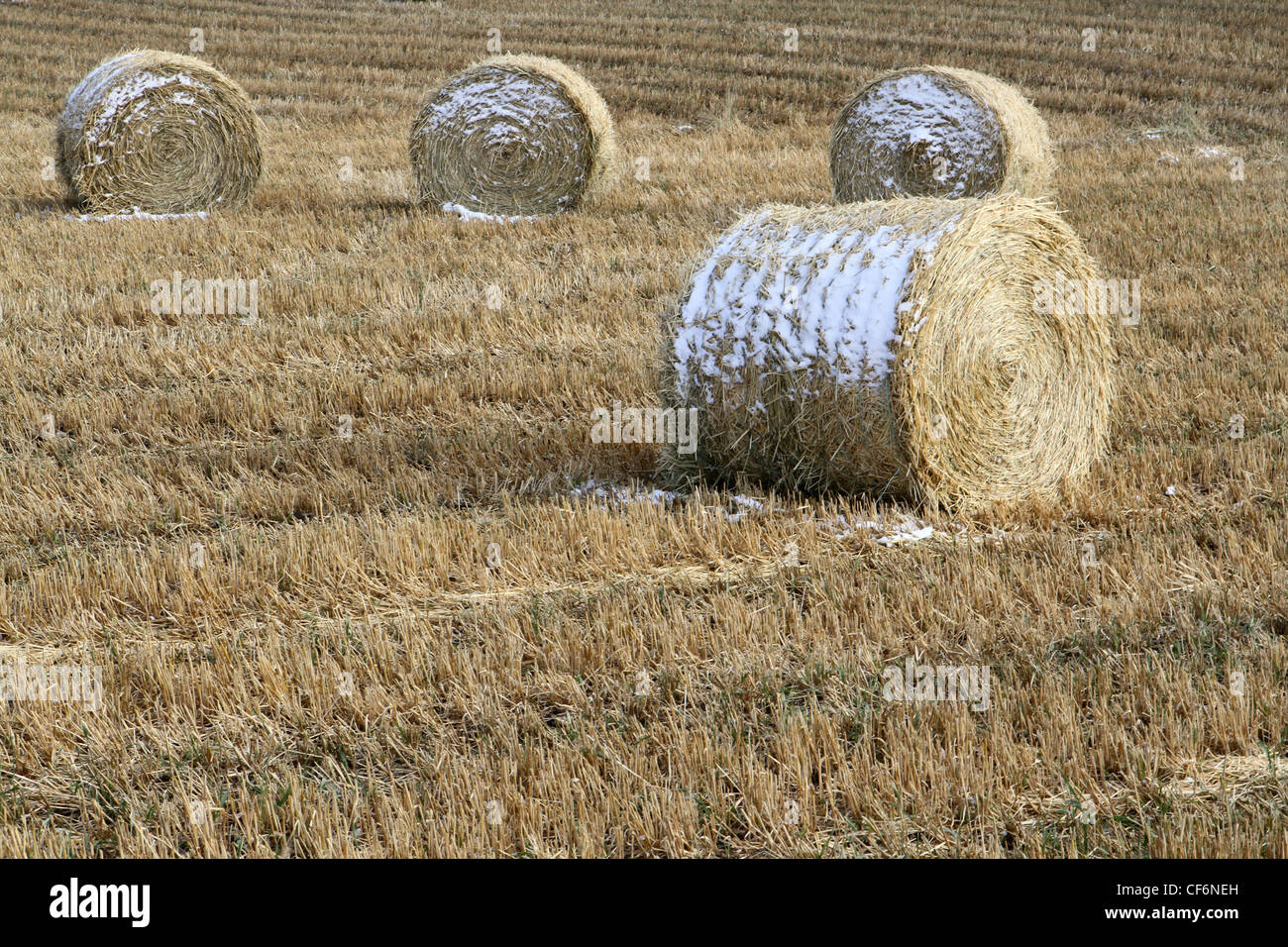 LANDWIRTSCHAFT IN DER KANADISCHEN PRÄRIE KORN-LANDWIRTSCHAFT.  Runde Ballen Stroh bedeckt teilweise mit Schnee. Stockfoto