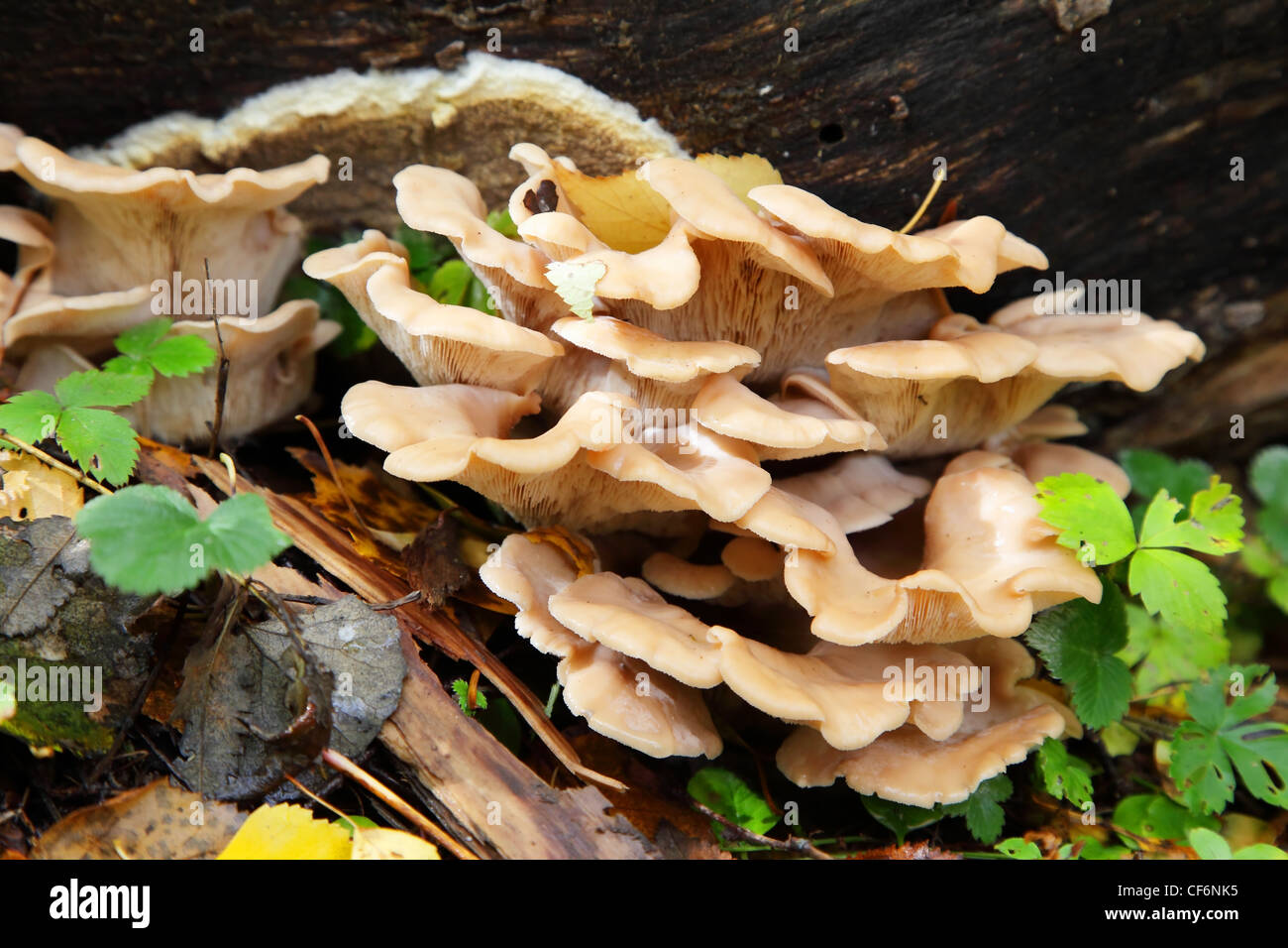 im Herbst Pilze im Wald auf dem Moos Stockfoto