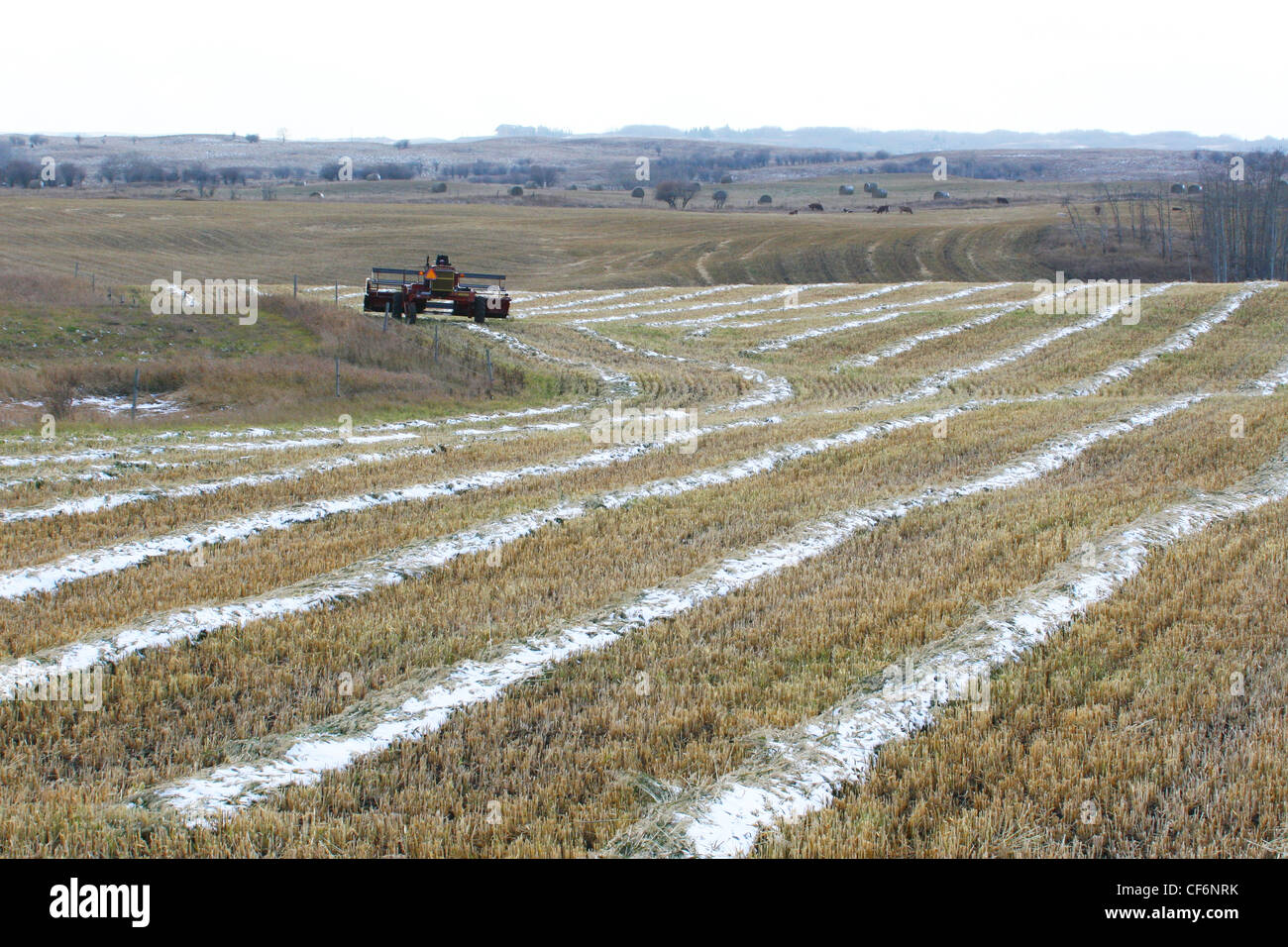 LANDWIRTSCHAFT IN DER KANADISCHEN PRÄRIE KORN-LANDWIRTSCHAFT Stockfoto