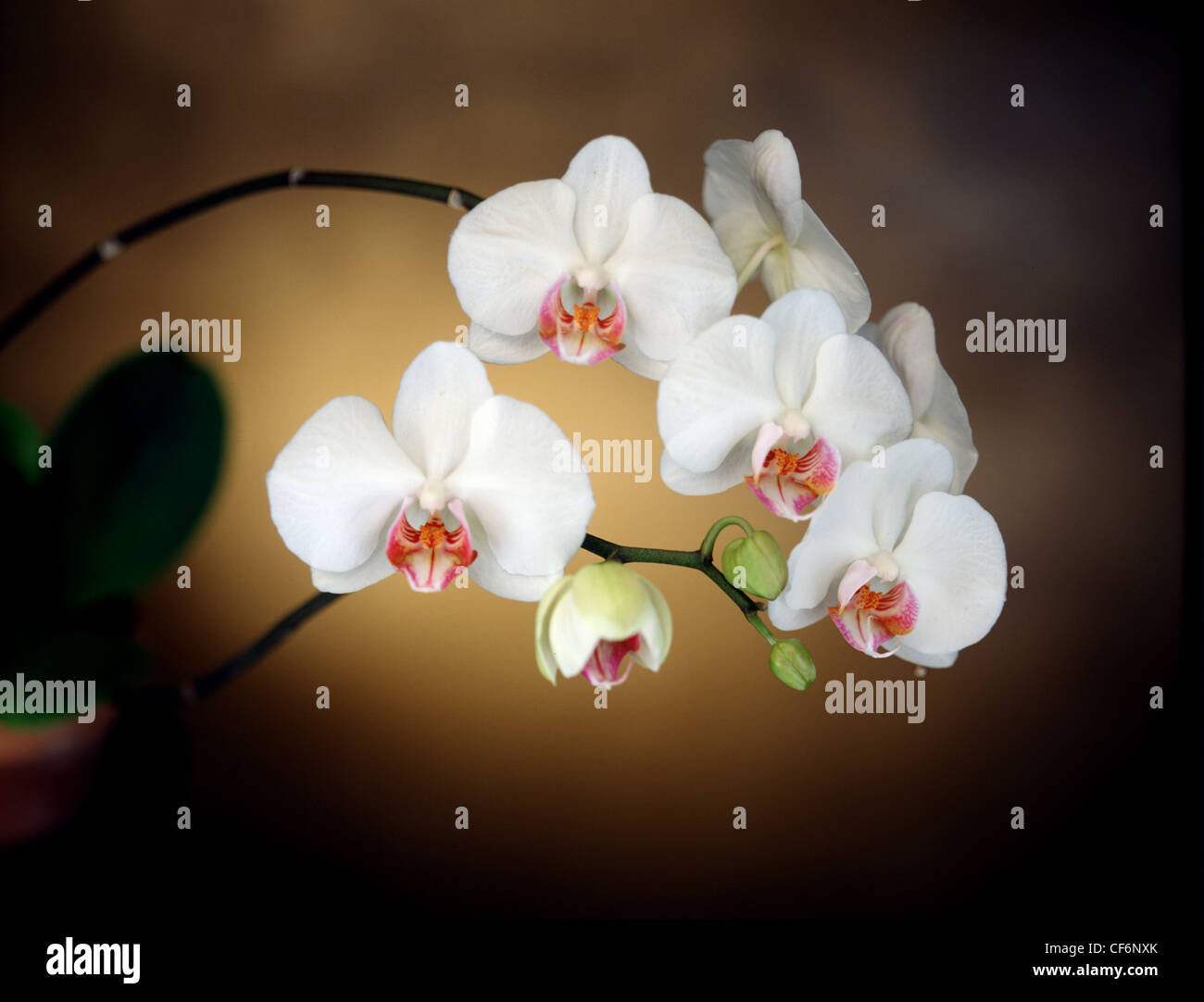 Phalaenopsis White Orchid in dramatischen Studio Fotografie Stockfoto