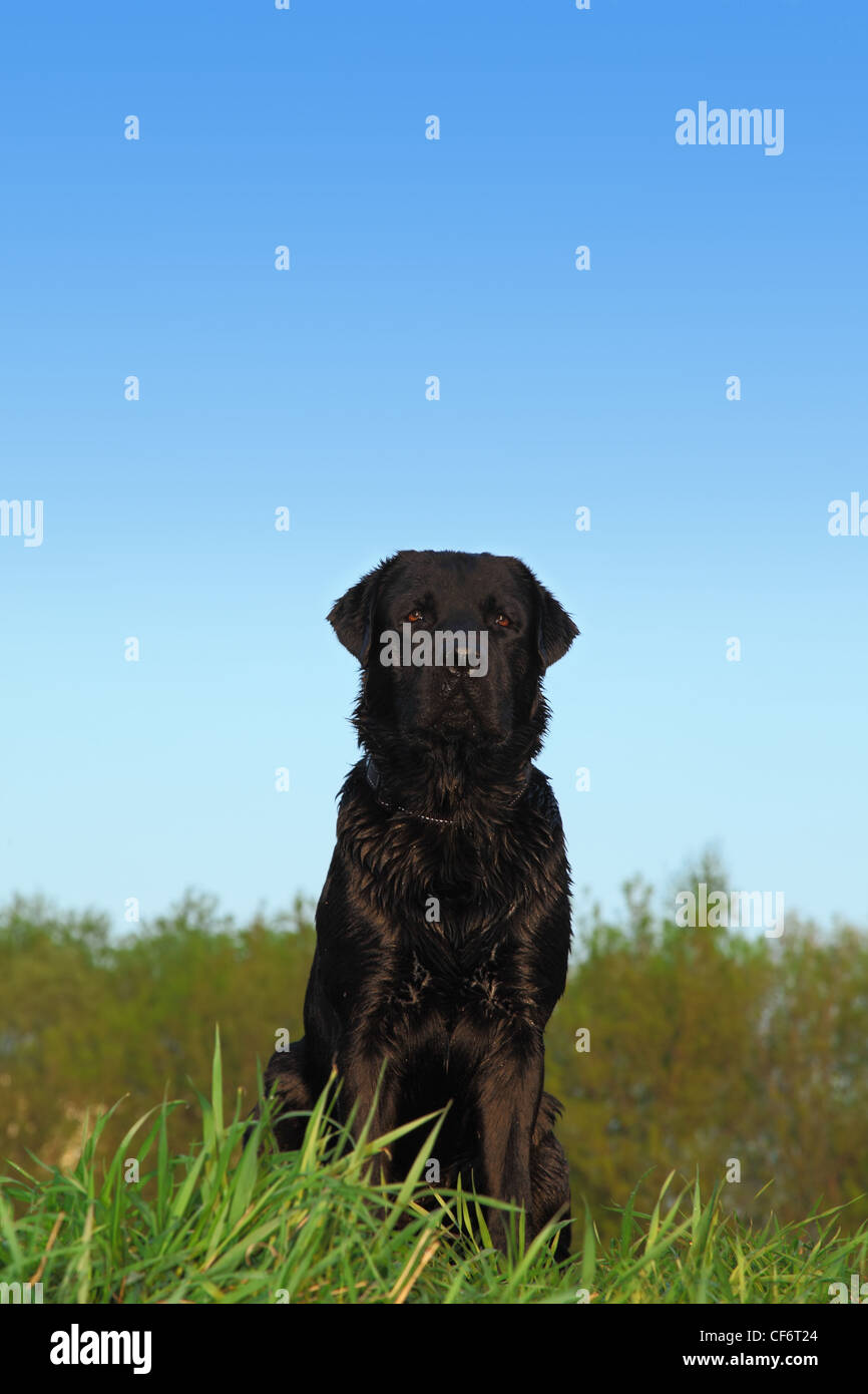 schwarzer Labrador Retriever Hund mit dunklen kurzen Haaren sitzt auf einer Wiese mit grünen Rasen, hinter Bäumen und blauen Himmel Stockfoto