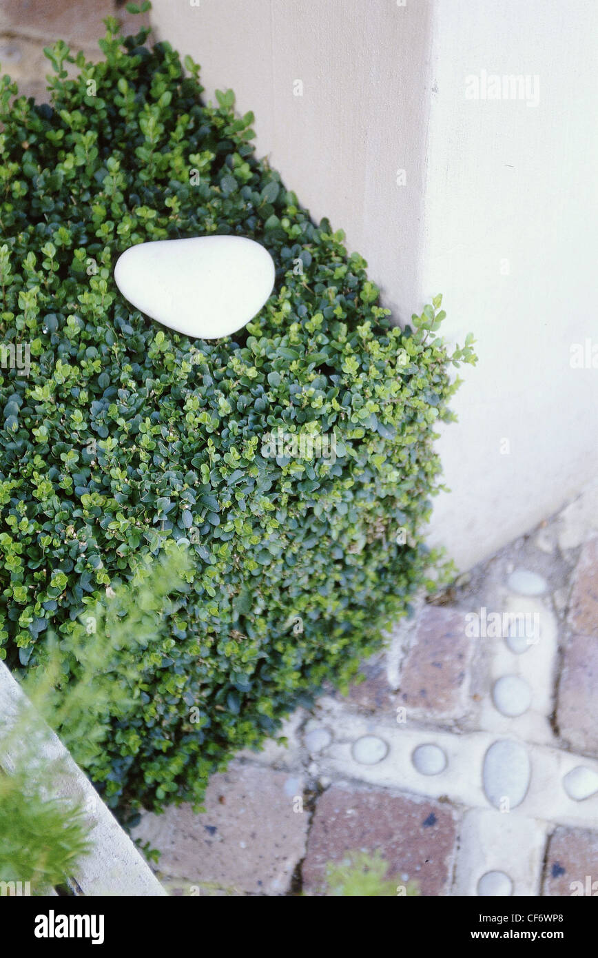 NachGre Grten kleine quadratische Liguster Hecke Stein an der Spitze  zwischen Betonwand und erhhten Blumenbeet, ebnete Backstein Innenhof  Kiesel Stockfotografie - Alamy