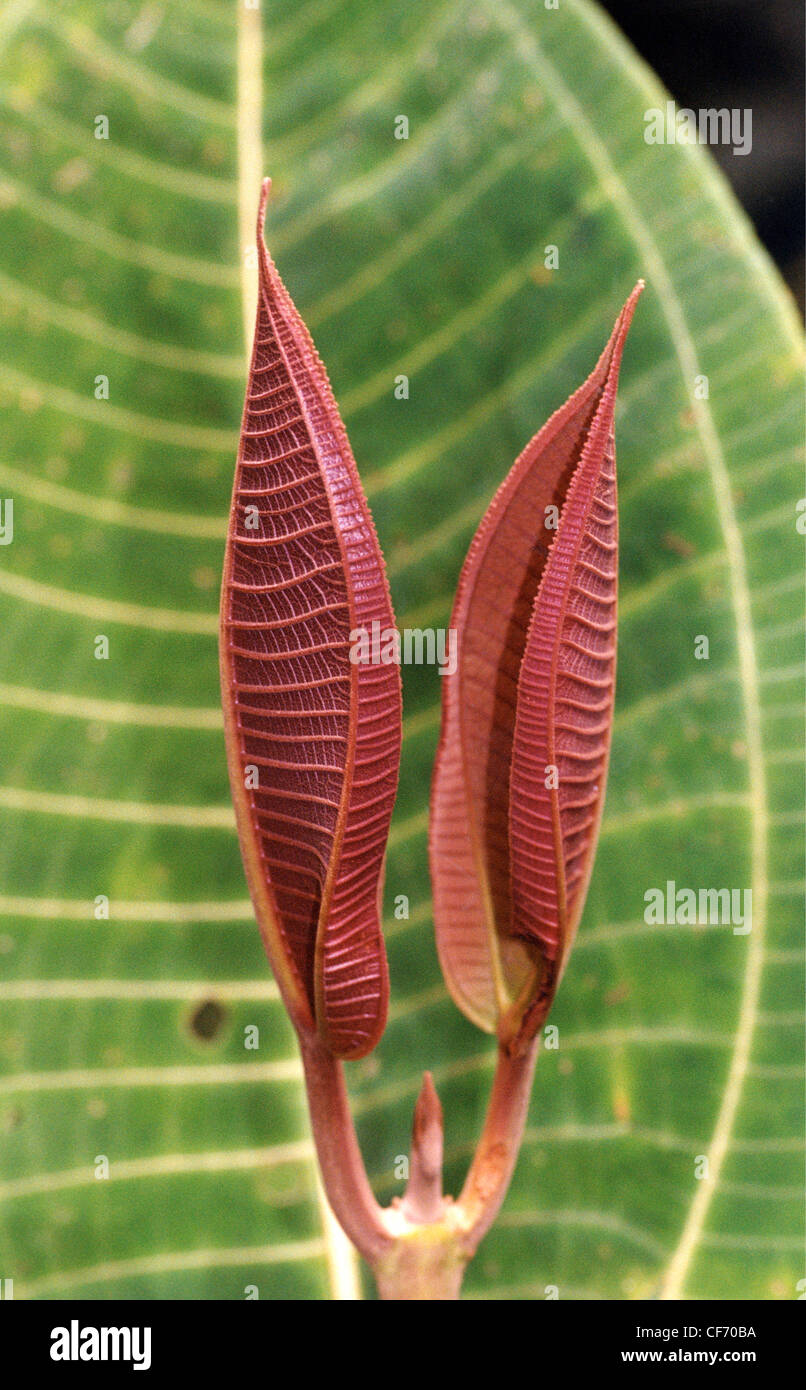 Große grüne Blätter und kleine neue rote Blätter des Gummibaum Stockfoto