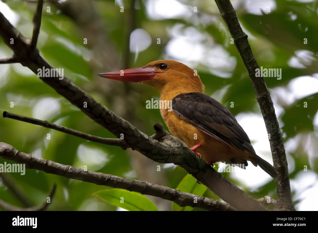 Ein braun-winged Eisvogel (Pelargopsis Amauroptera) schlägt eine majestätische Pose in einen Mangrovenwald in der Nähe von Krabi, Thailand. Stockfoto