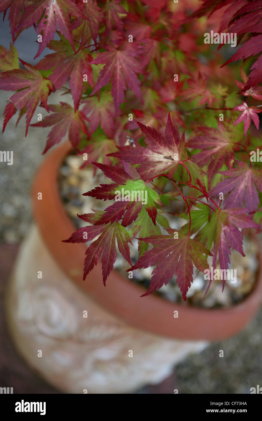 Acer Palmatum 'Orange Dream' oder japanischer Ahorn Stockfoto