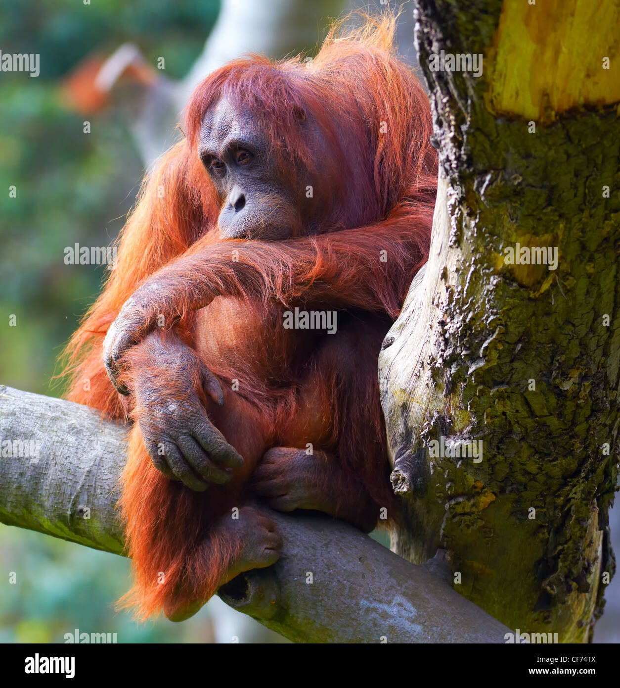 Weibchen Bornean Orangutan sitzt auf einem Ast im Dublin Zoo. Stockfoto