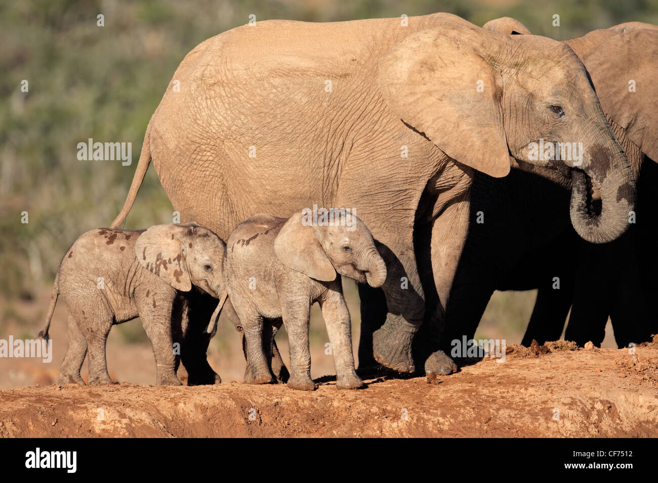 Afrikanischer Elefant Kuh (Loxodonta Africana) mit kleinen Kälbern, Südafrika Stockfoto