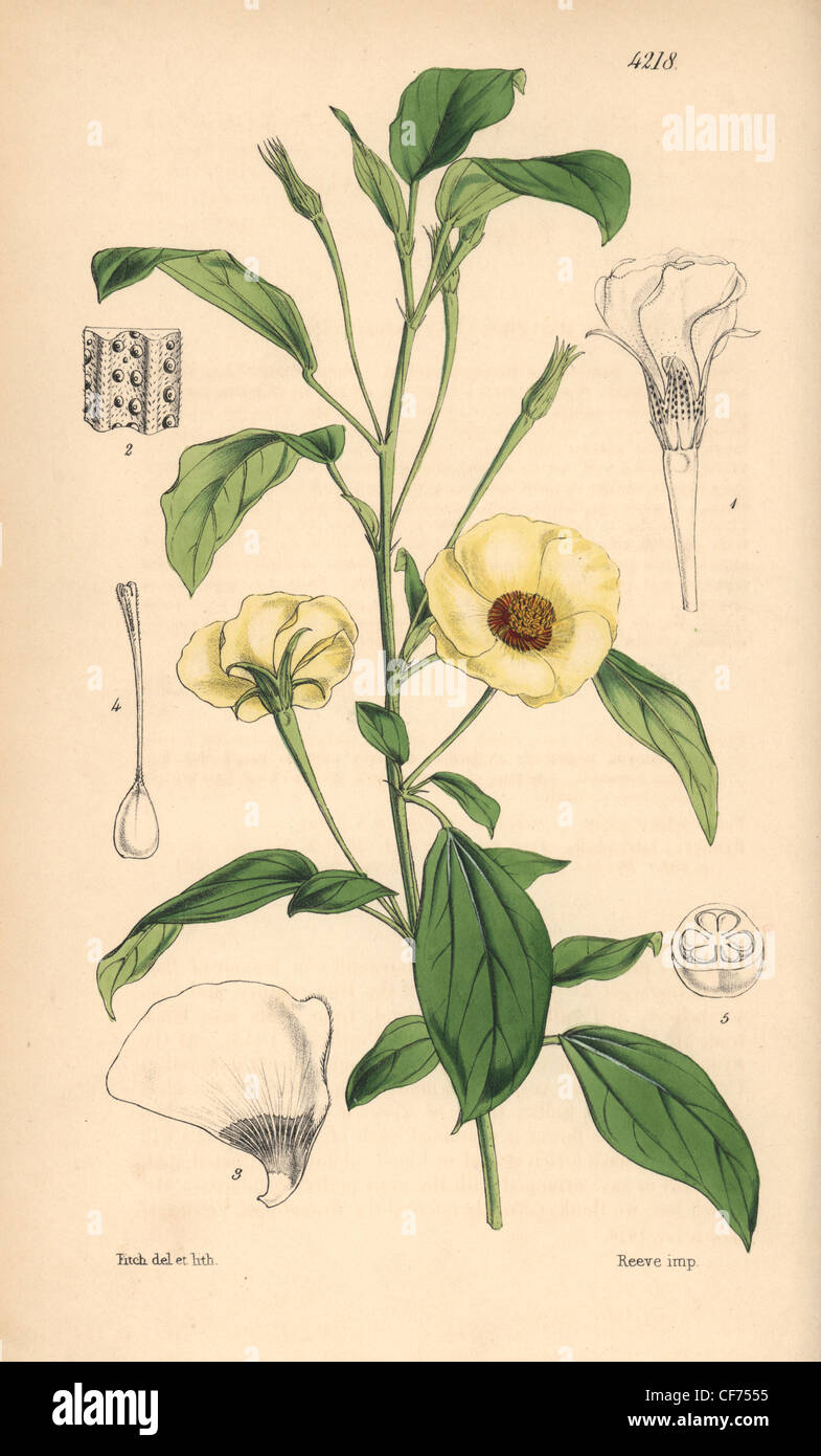 Verschiedene großblättrige Fugosia, Fugosia Heterophylla. Stockfoto