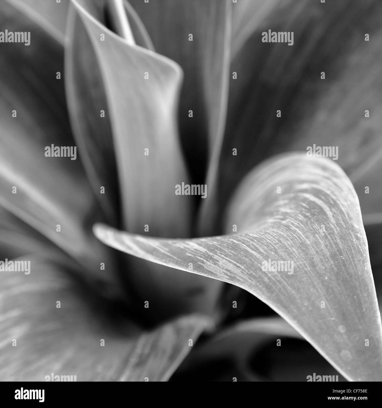 Agave Attenuata blau Sukkulente Stockfoto