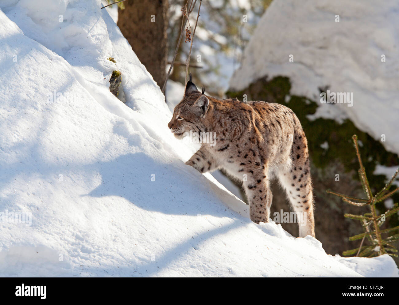 Luchs (Lynx Lynx) Stockfoto