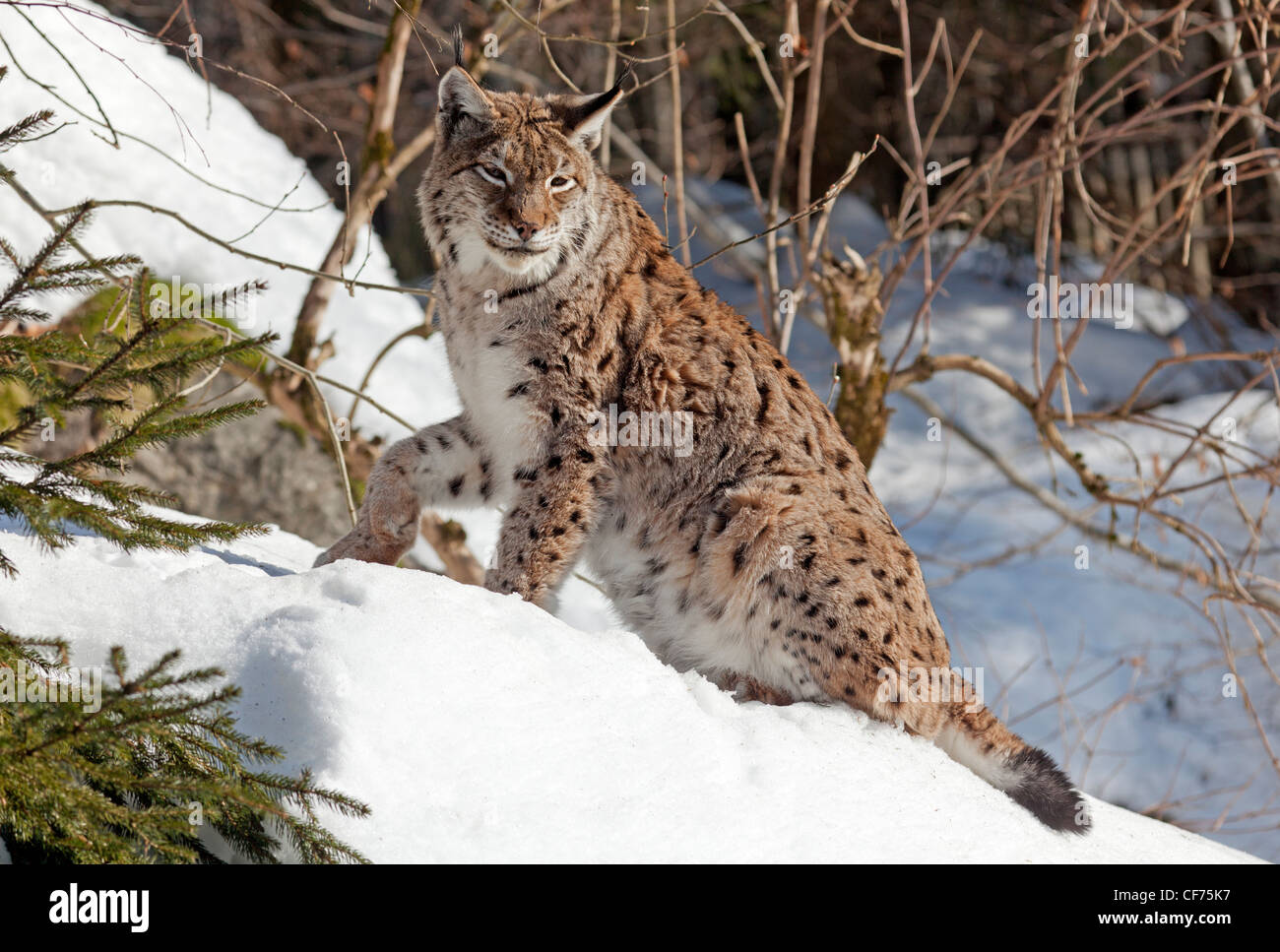 Luchs (Lynx Lynx) Stockfoto