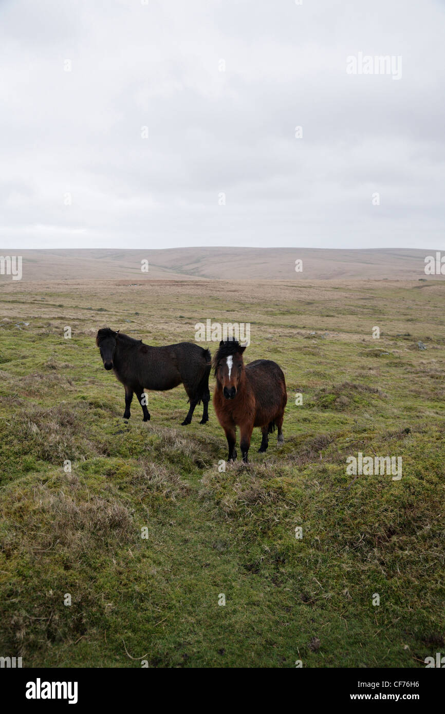 Zwei wilden Dartmoor-Ponys in der Nähe von Sheepstor Süden Dartmoor Stockfoto