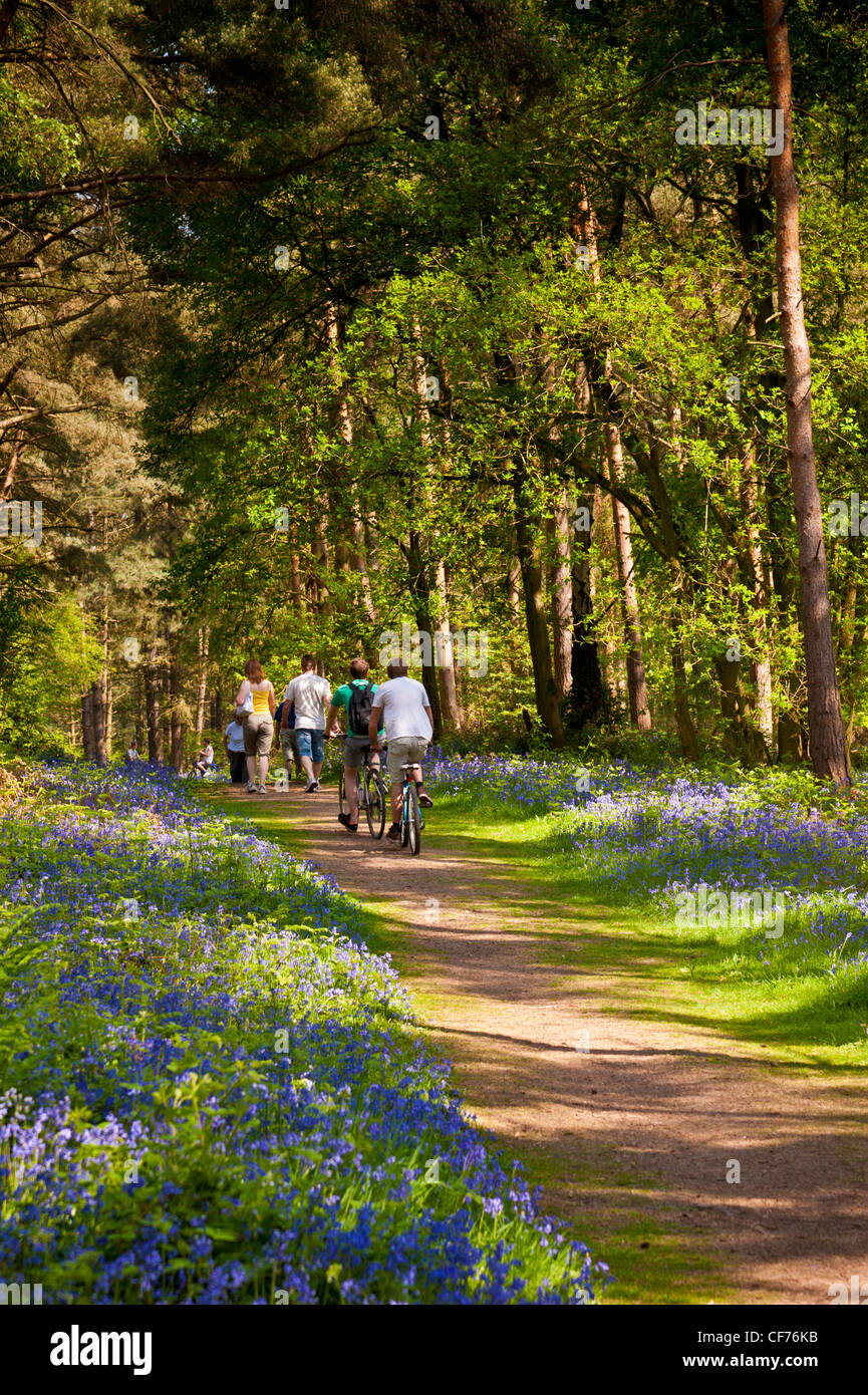 Wanderer und Radfahrer durch Bluebell Wald Stockfoto