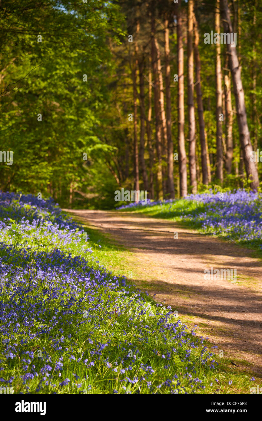 Glockenblumen in Oversley Wäldern in der Nähe von Alcester Stockfoto