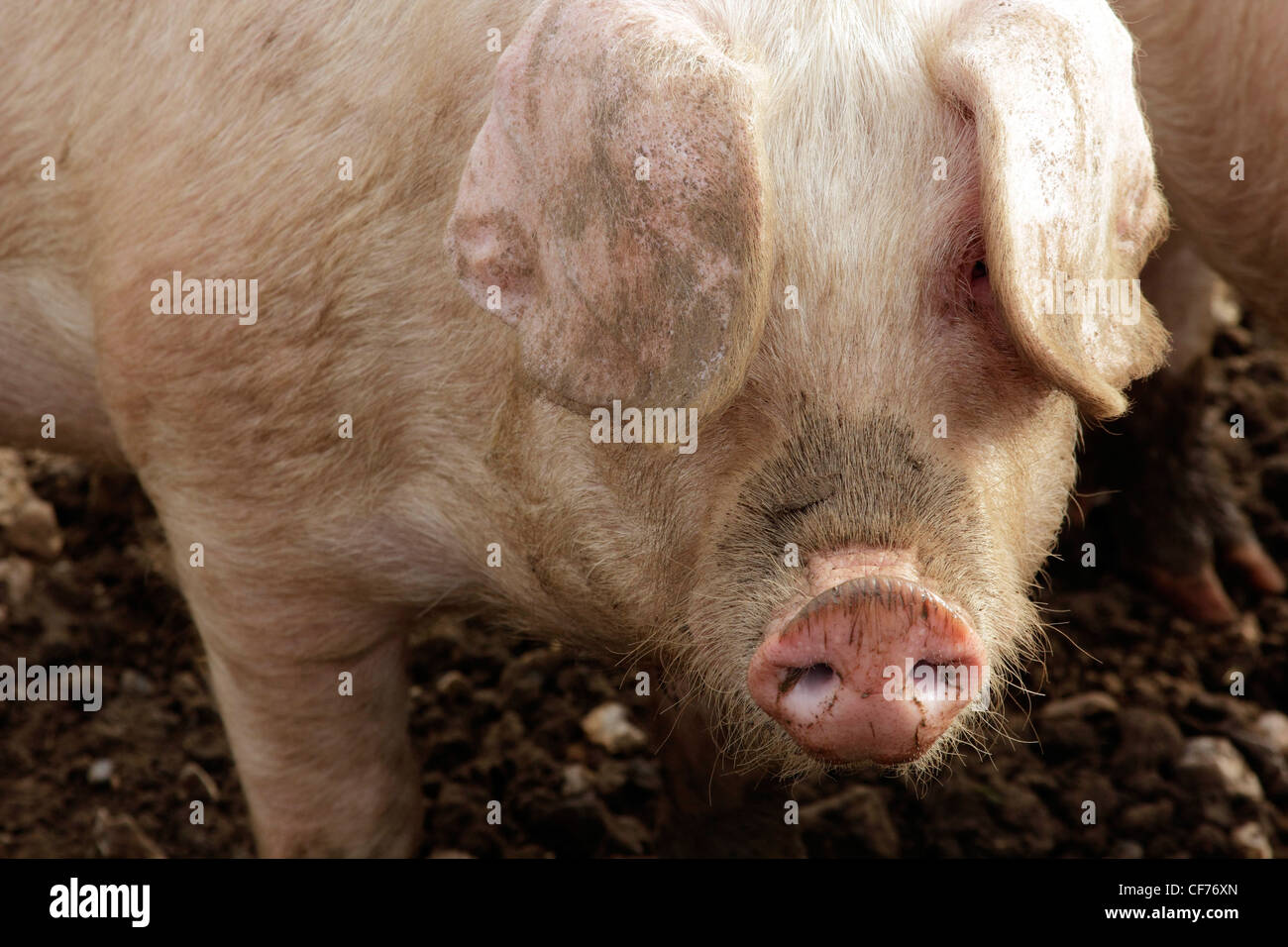 British lop eared Schweine wühlen Stockfoto