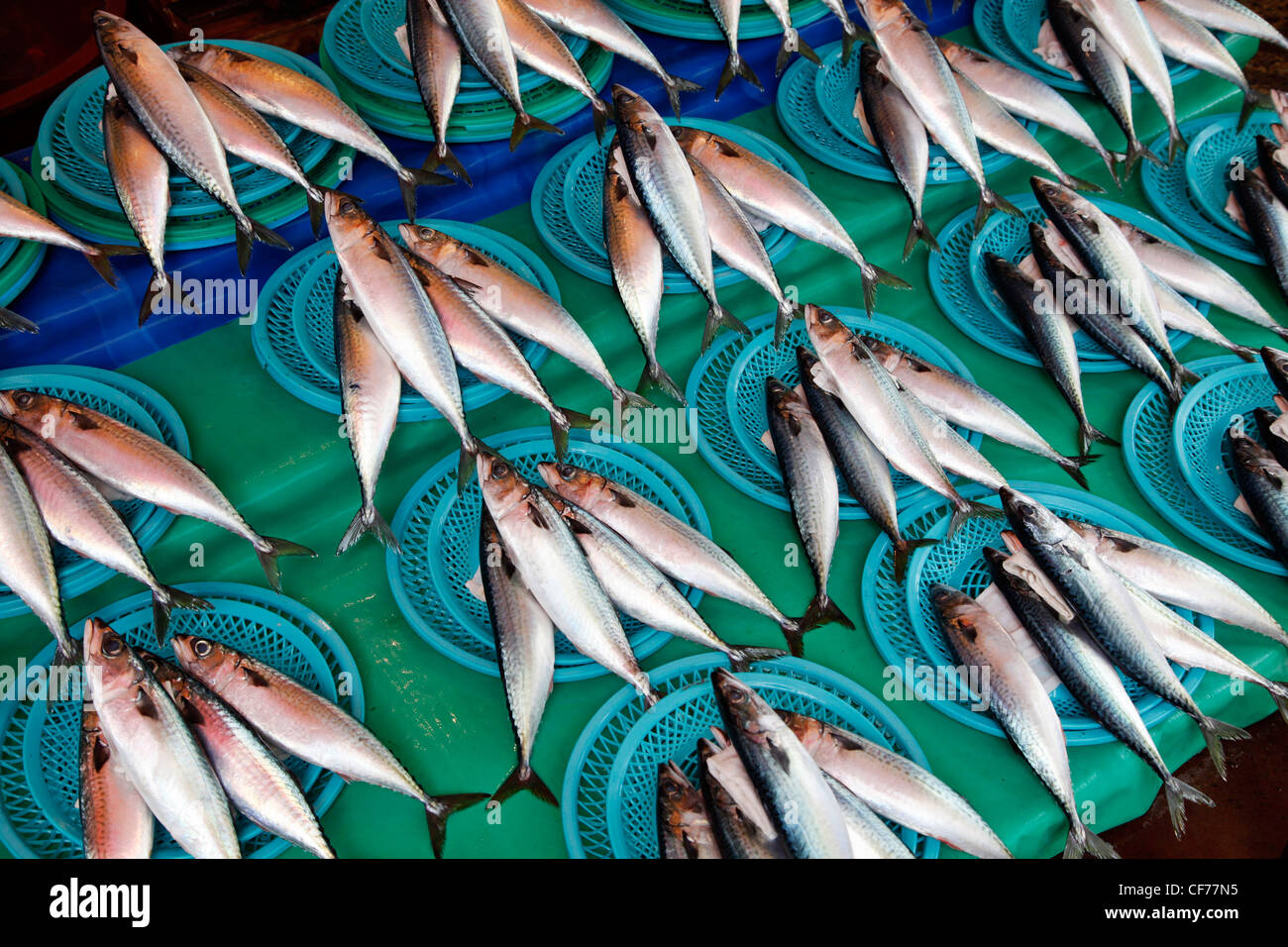 Fischen Sie auf dem Display in Jagalchi Fischmarkt in Busan, Südkorea Stockfoto