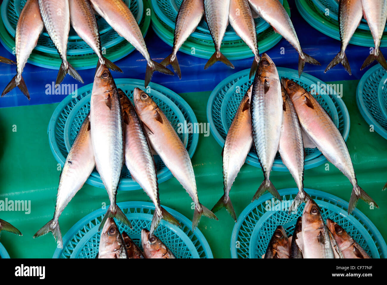 Fischen Sie auf dem Display in Jagalchi Fischmarkt in Busan, Südkorea Stockfoto