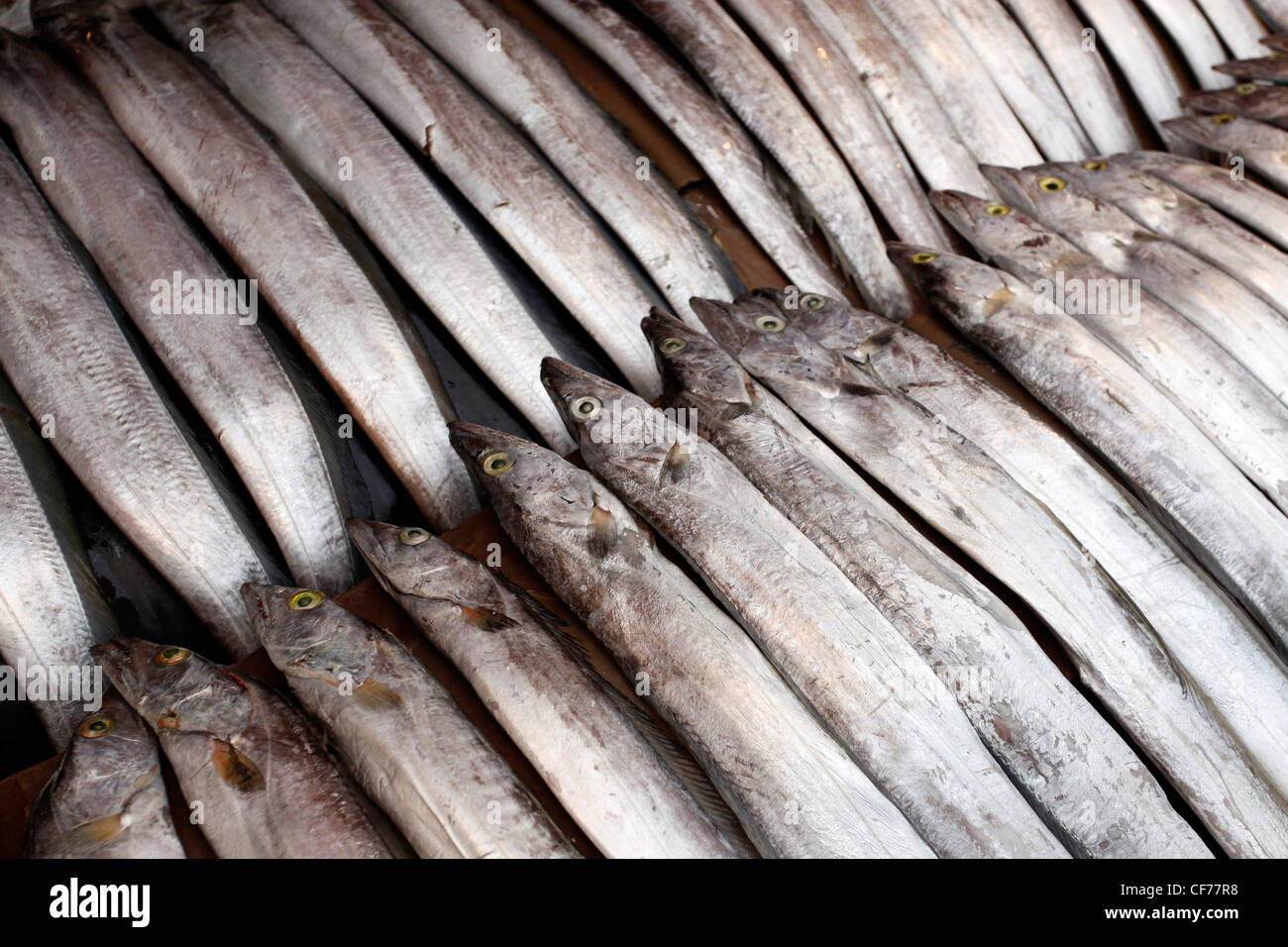 Fischen Sie auf dem Display in Jagalchi Fischmarkt in Busan, Südkorea Stockfoto