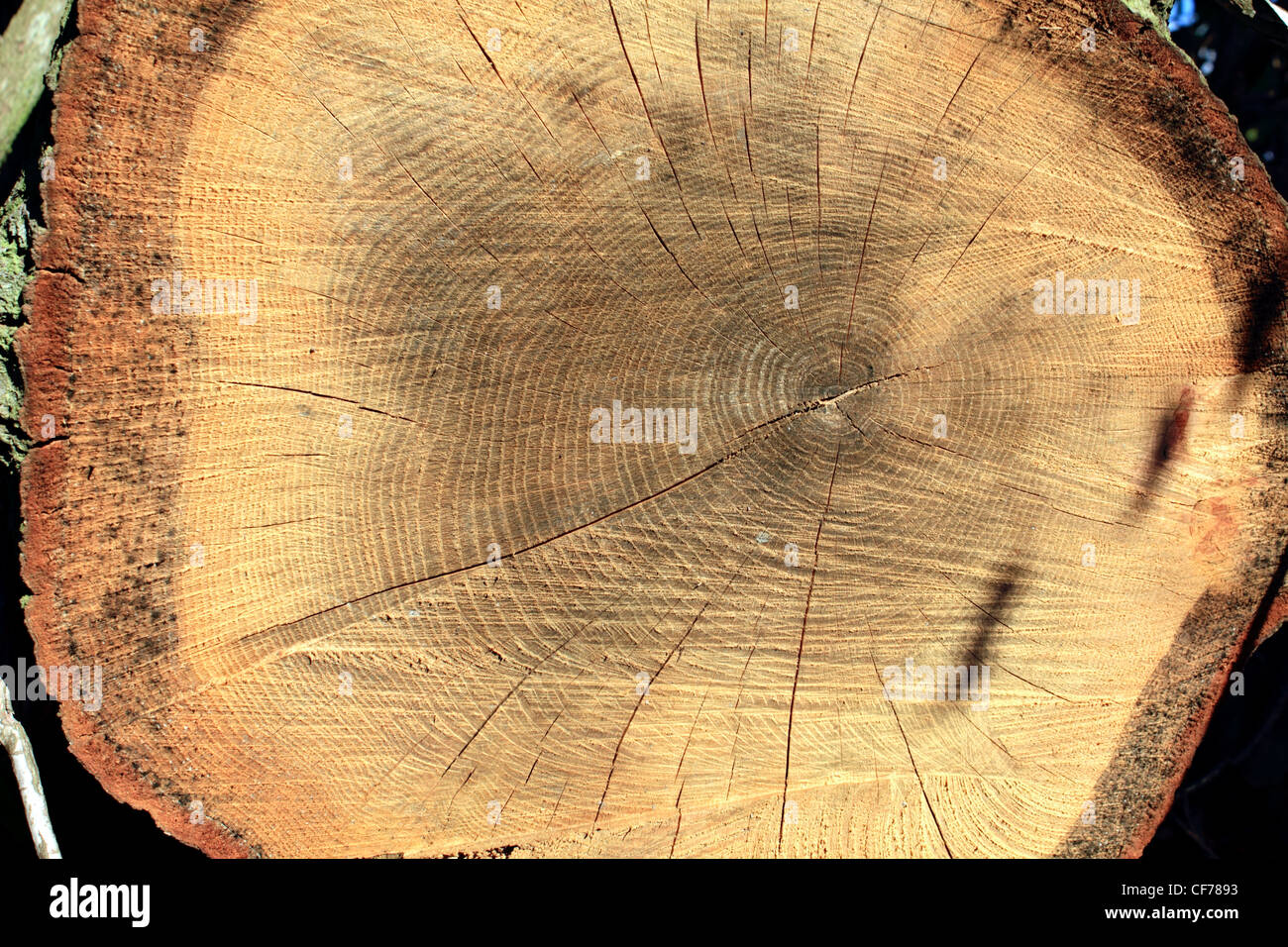 Gefällten Baumstamm zeigt Alter Ringe Sussex England UK Stockfotografie -  Alamy