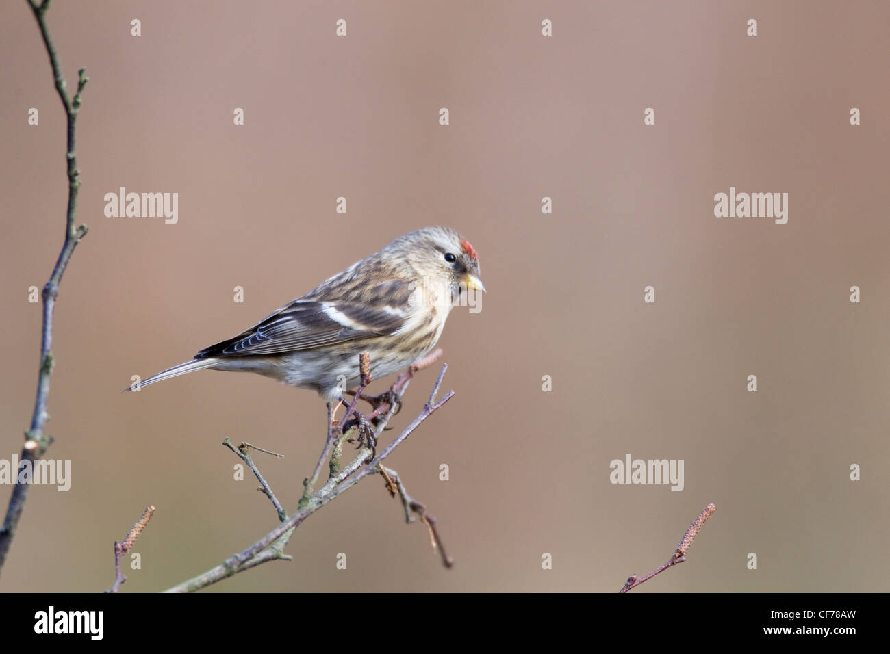 Redpoll Acanthis Flammea New Forest Nationalpark Hampshire, UK BI022018 Stockfoto