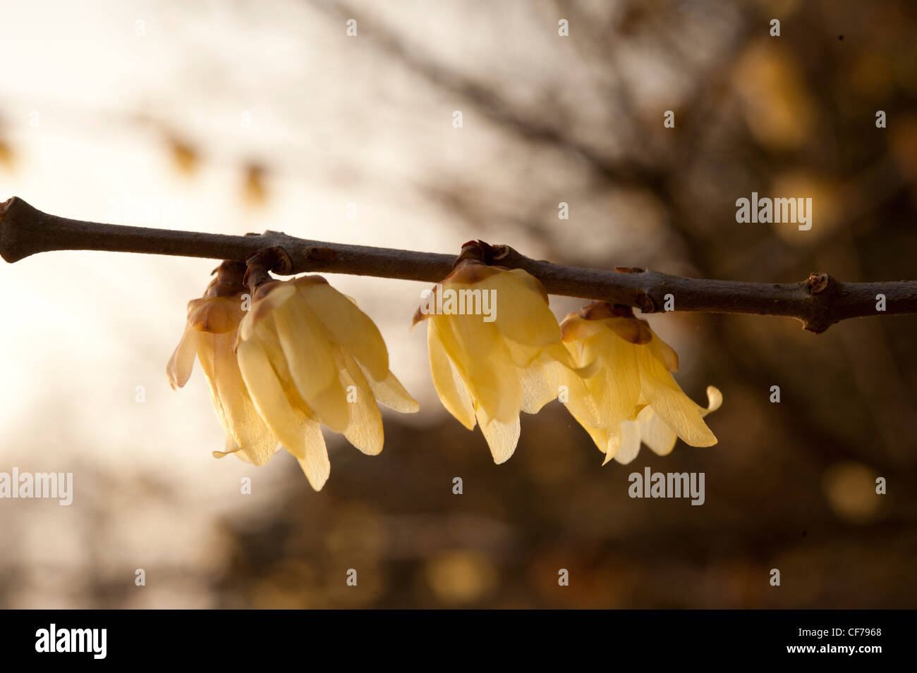 Wintersweet, Chimonanthus Praecox, eine duftende Winter blühender Strauch, Surrey, UK Stockfoto