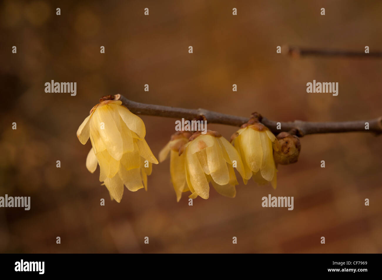 Wintersweet, Chimonanthus Praecox, eine duftende Winter blühender Strauch, Surrey, UK Stockfoto