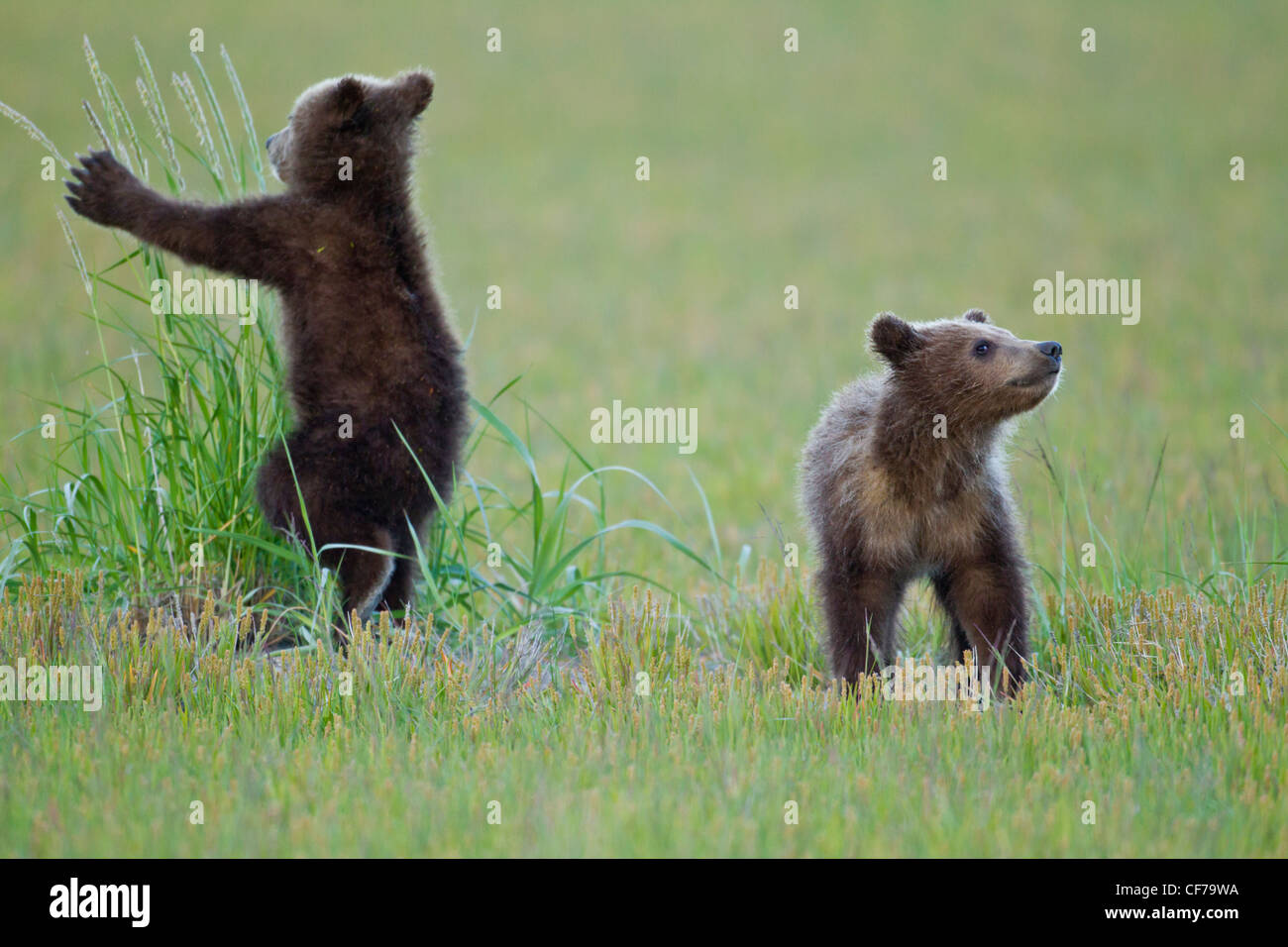 Alaskan Brown bear Cubs spielen Stockfoto