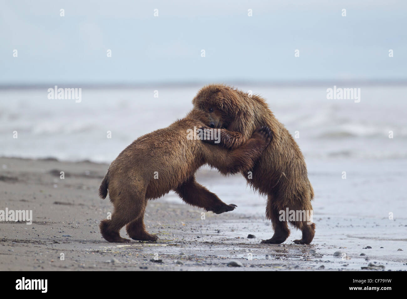 Alaskan Braunbären kämpfen am Strand im Lake Clark National Park Stockfoto