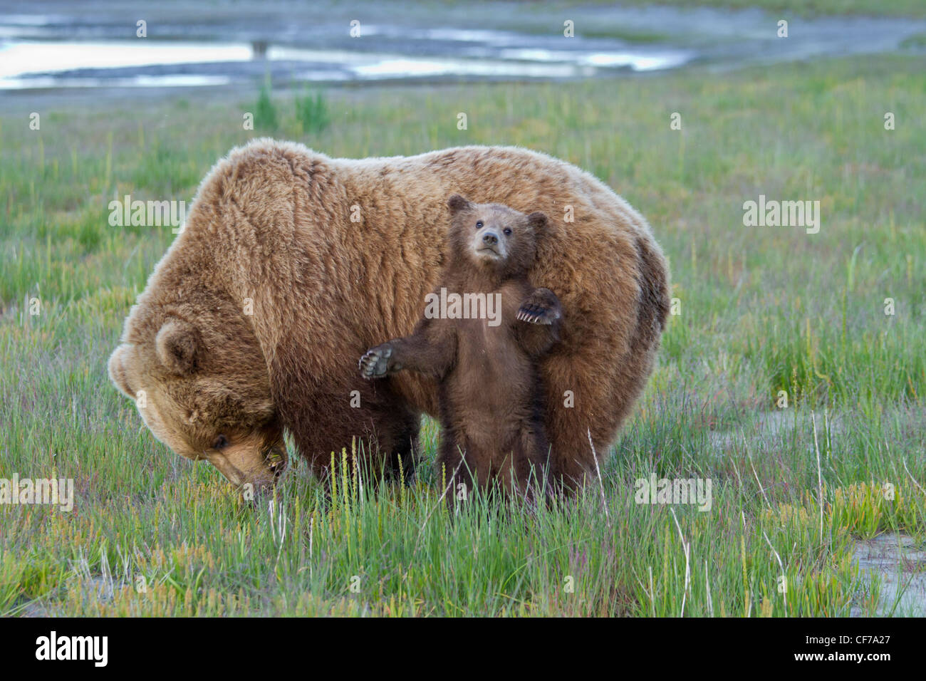 Alaskan Brauner Bär Mutter mit Jungtier im Lake Clark National Park Stockfoto