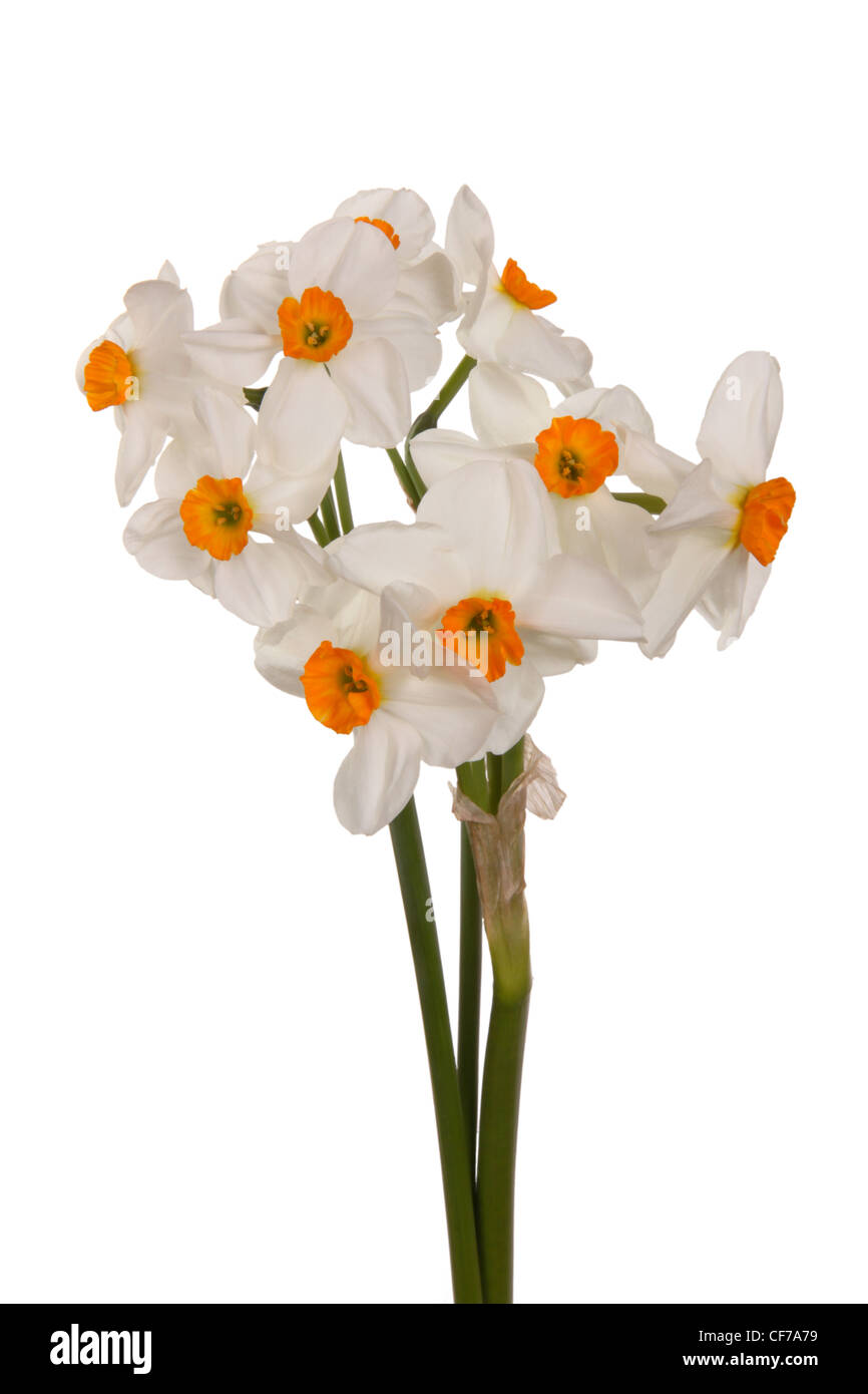 Bouquet von orangefarbenen und weißen Tazetta-Narzissen Stockfoto