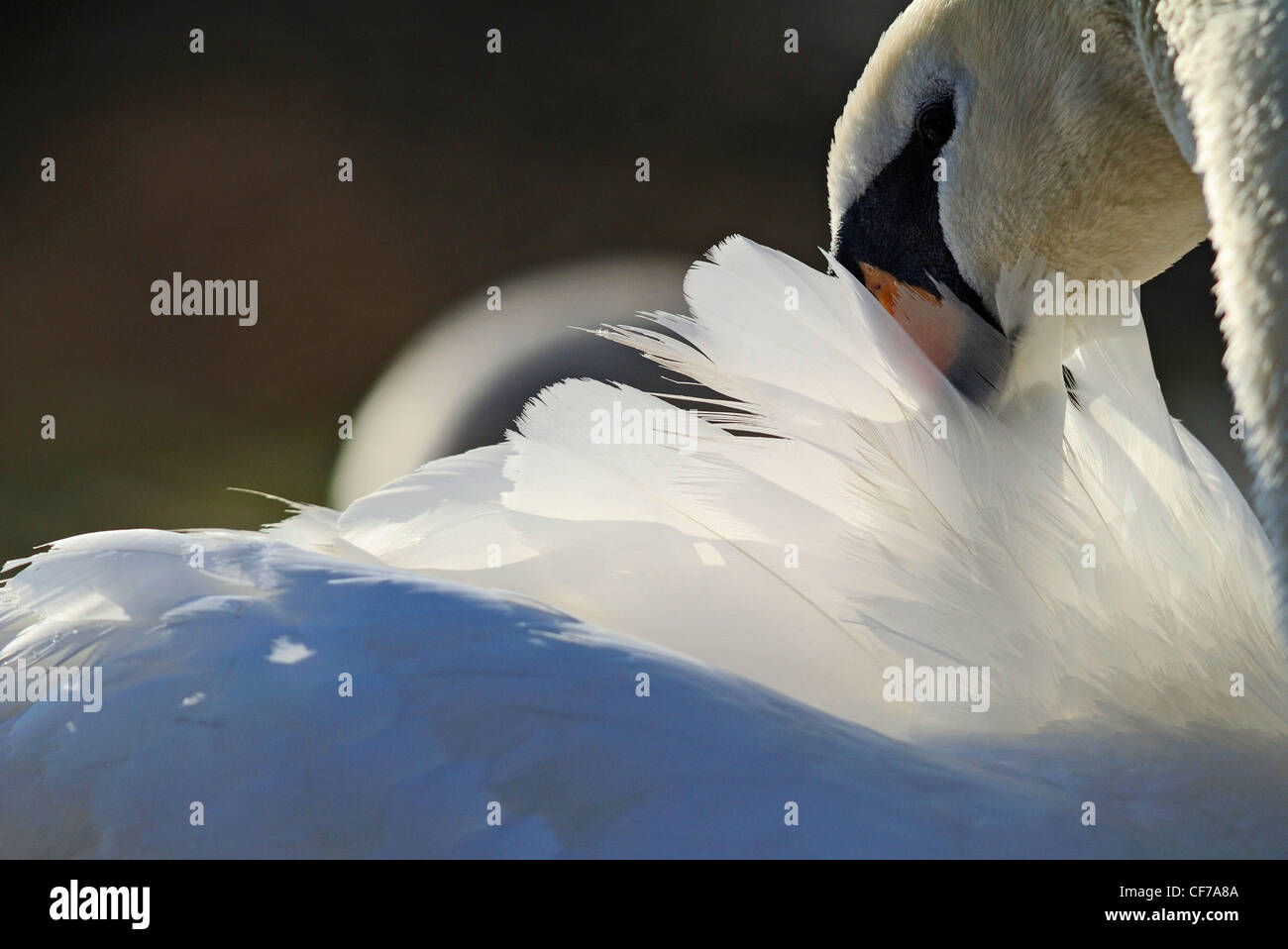 Erwachsenen Höckerschwan Federn putzen. Stockfoto