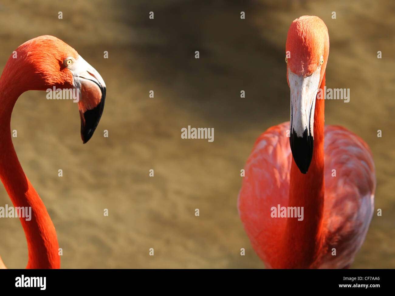 Schöne Florida Flamings Genießen Das Wasser Stockfoto