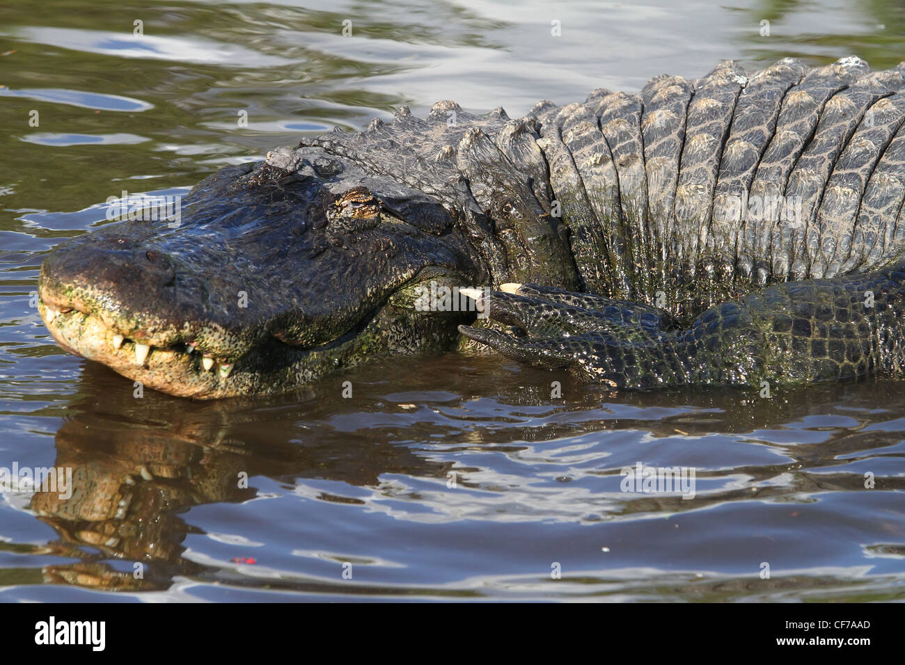 Florida Alligator sonnen ihn oder ihr selbst in der Sonne Stockfoto