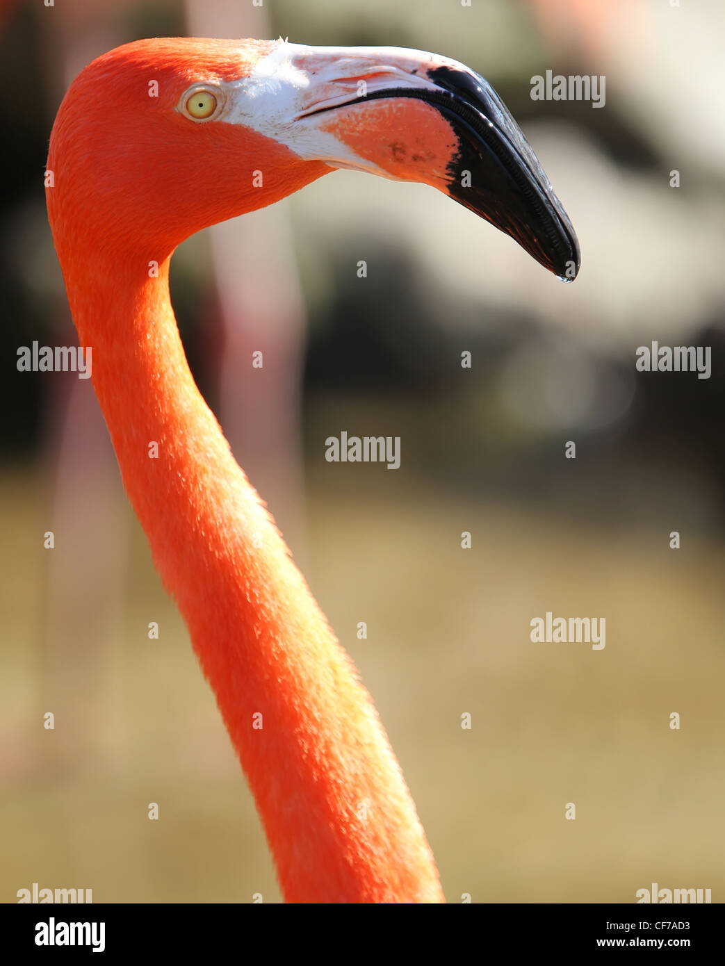 Schöne Florida Flamings Genießen Das Wasser Stockfoto