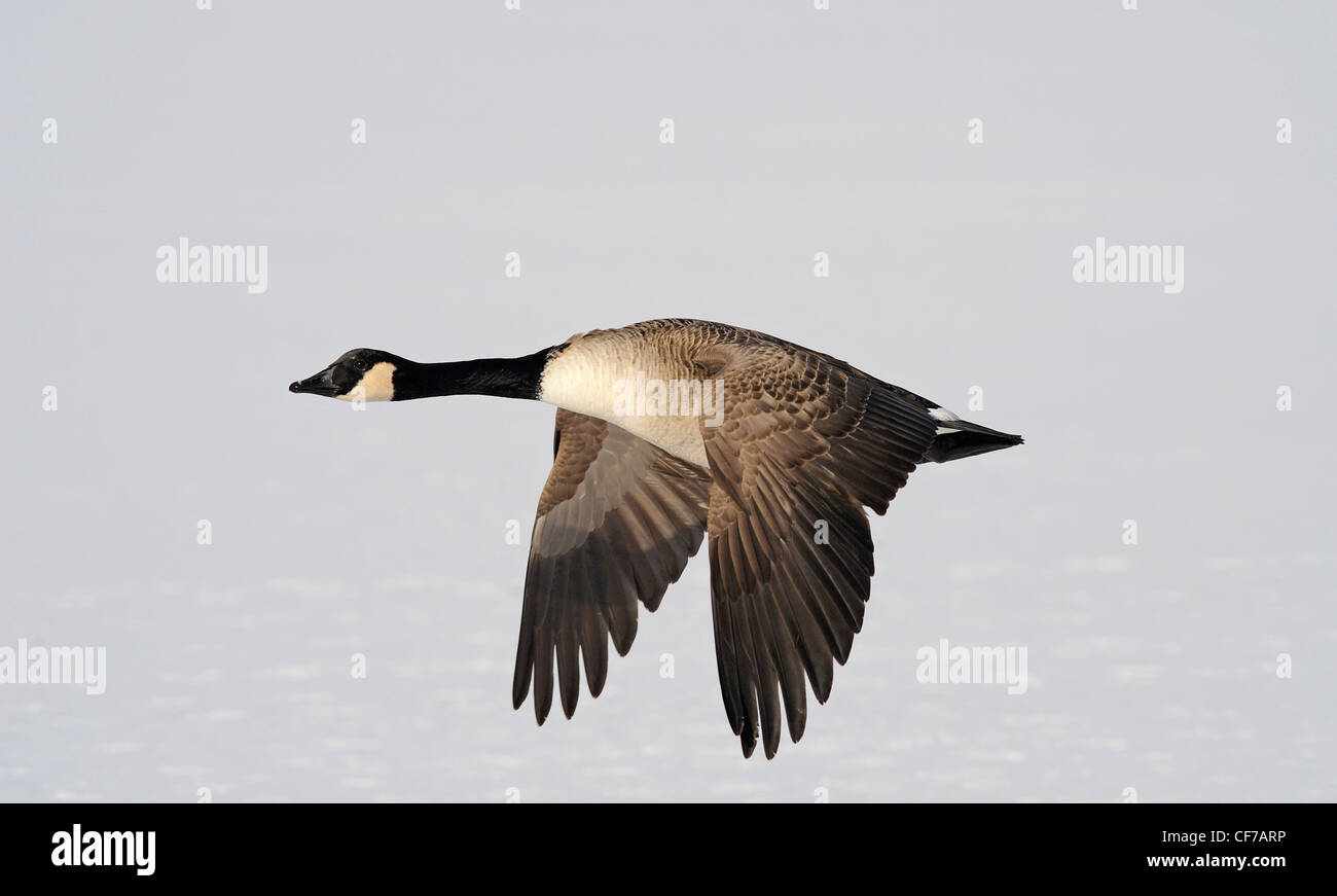 Erwachsenen Kanada-Gänse fliegen tief über einen gefrorenen See. Stockfoto