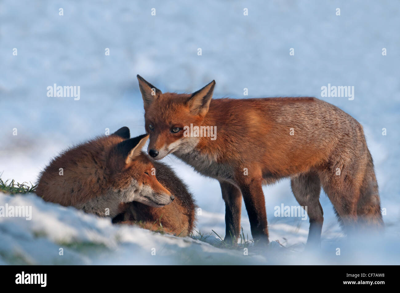 PAAR rote FÜCHSE Vulpes Vulpes im Schnee. Stockfoto